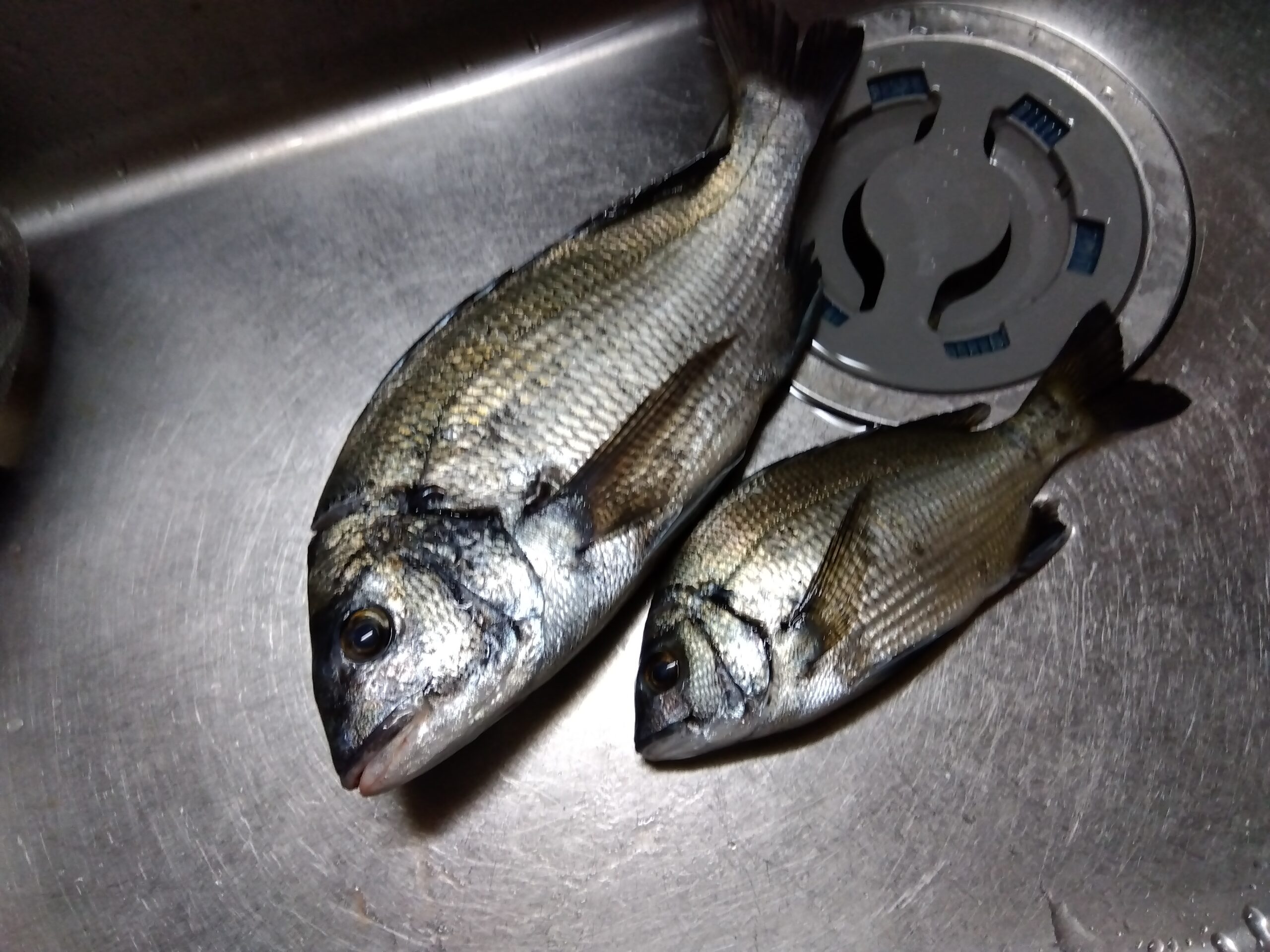 金沢港で釣ったチヌ