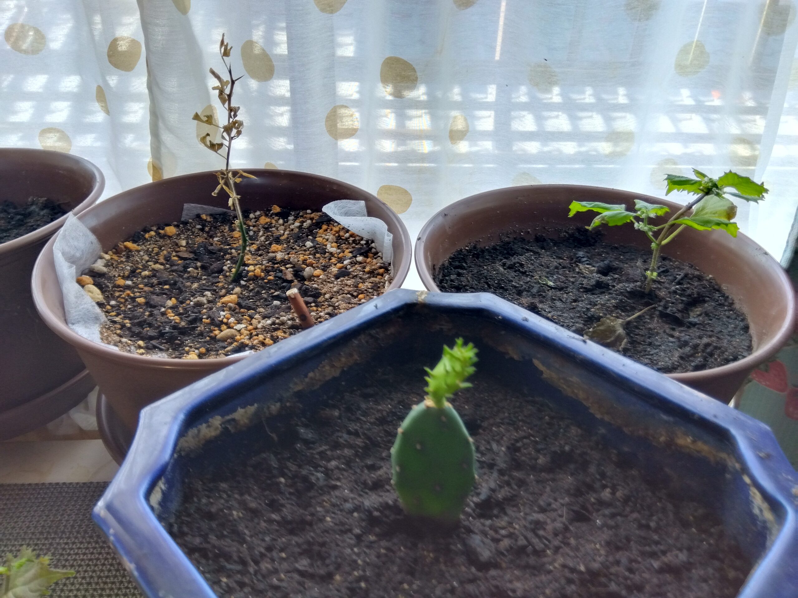届いた当時の小さなウチワサボテン