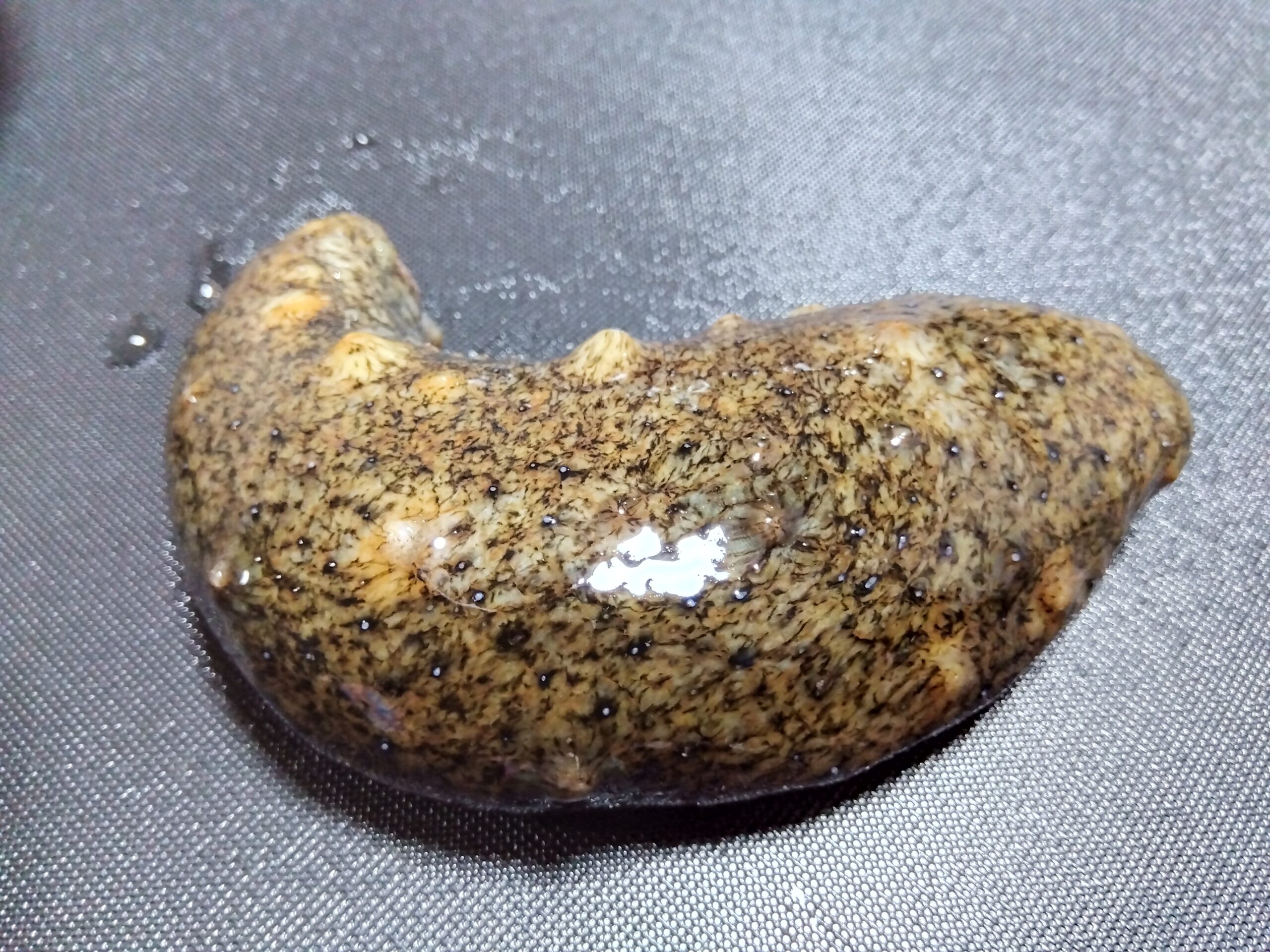 ぬるぬるしたナマコの表面