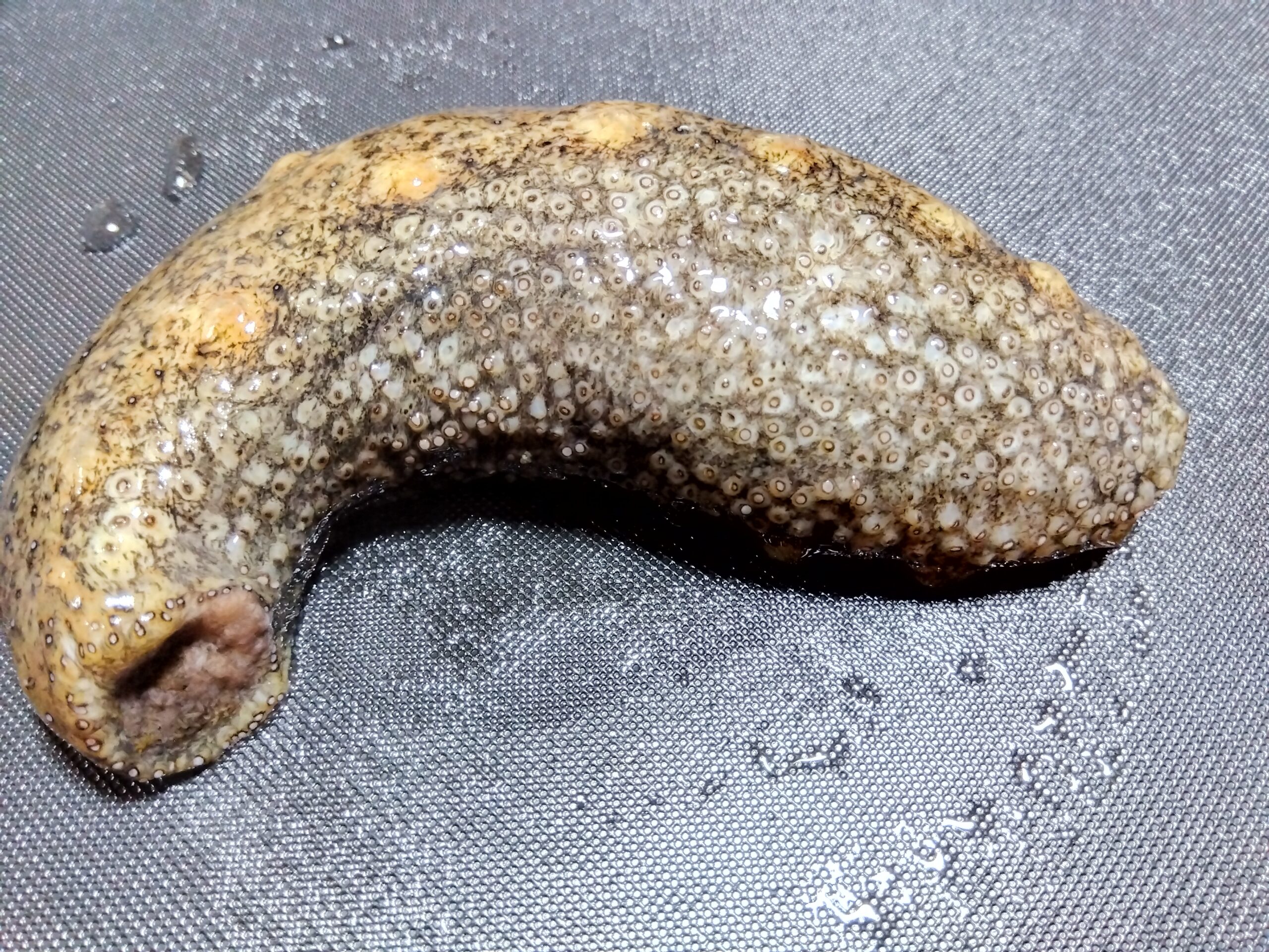 ナマコの腹側にある管足