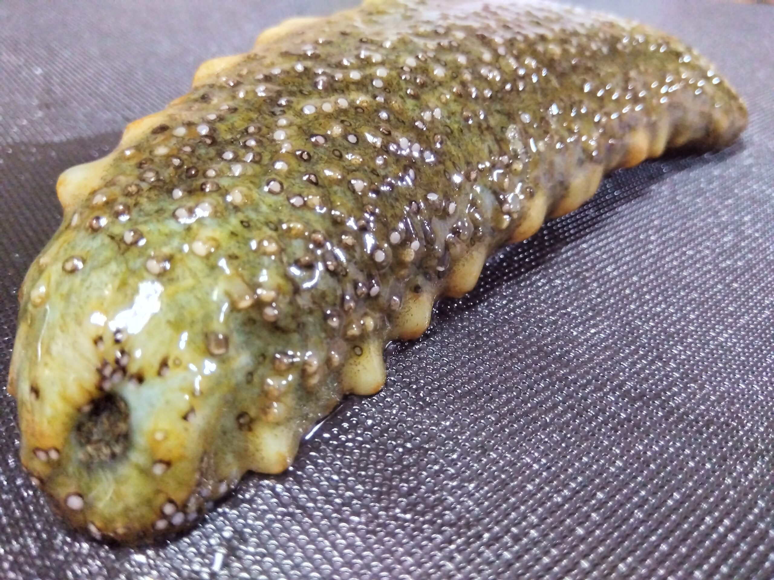ナマコの先端にある口