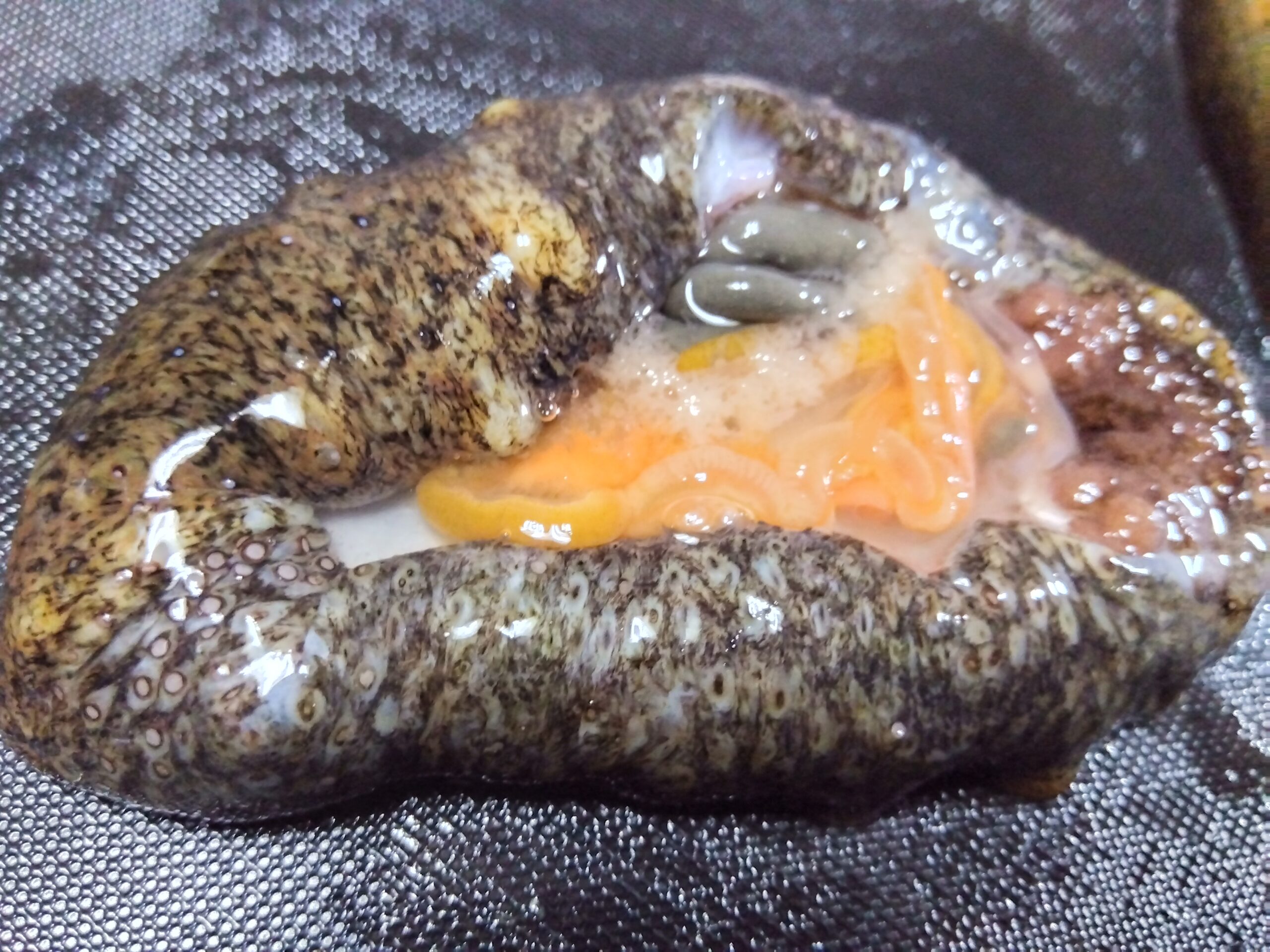 お腹を開いたナマコ