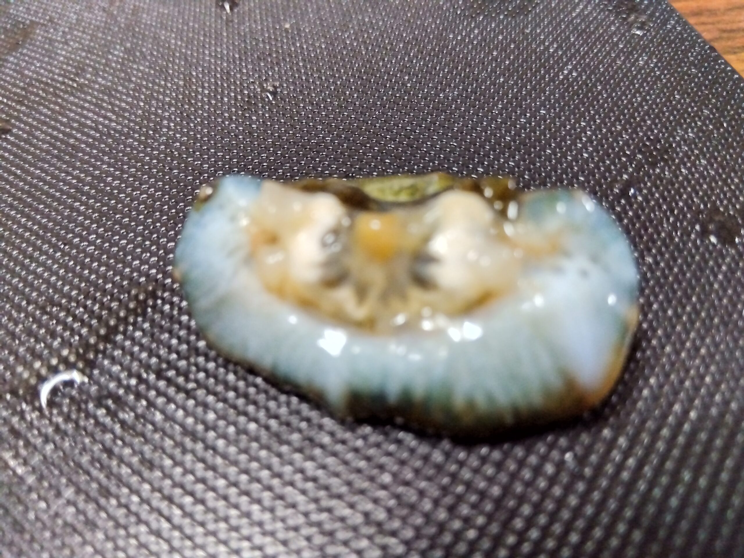 ナマコの口を切り落としたところ