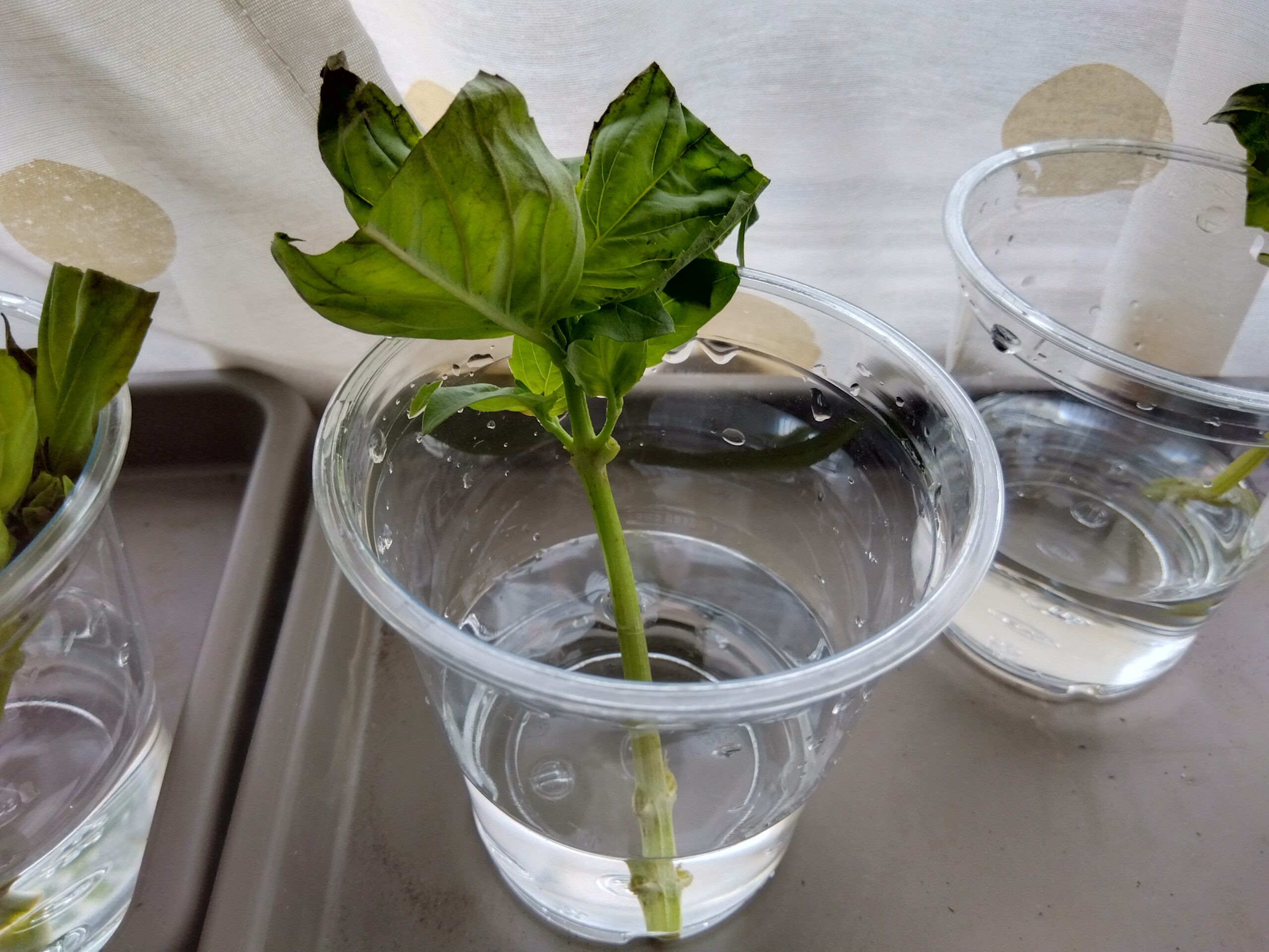 水を入れたコップに挿したバジル