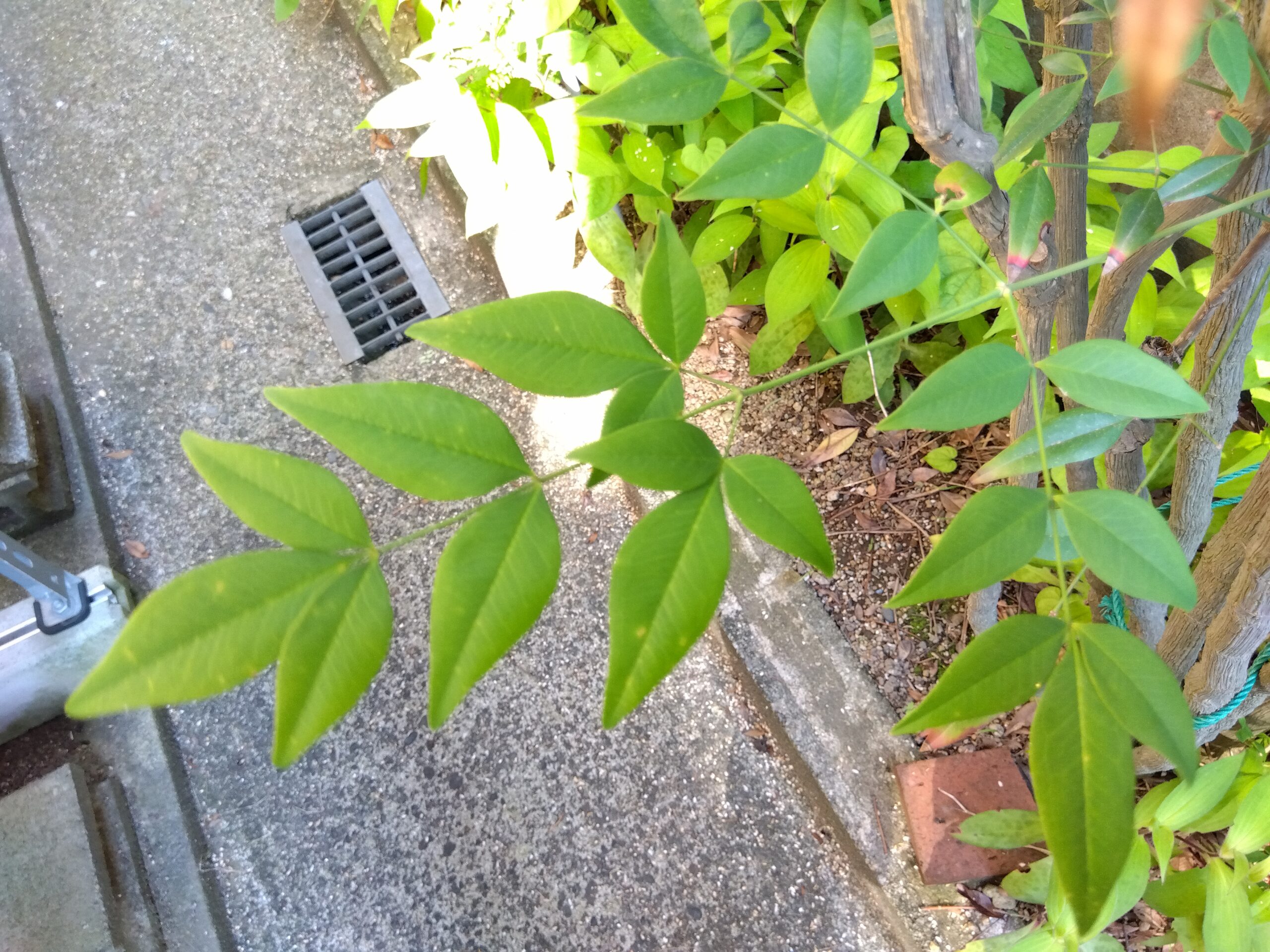 料理の飾りにも使われる南天の葉