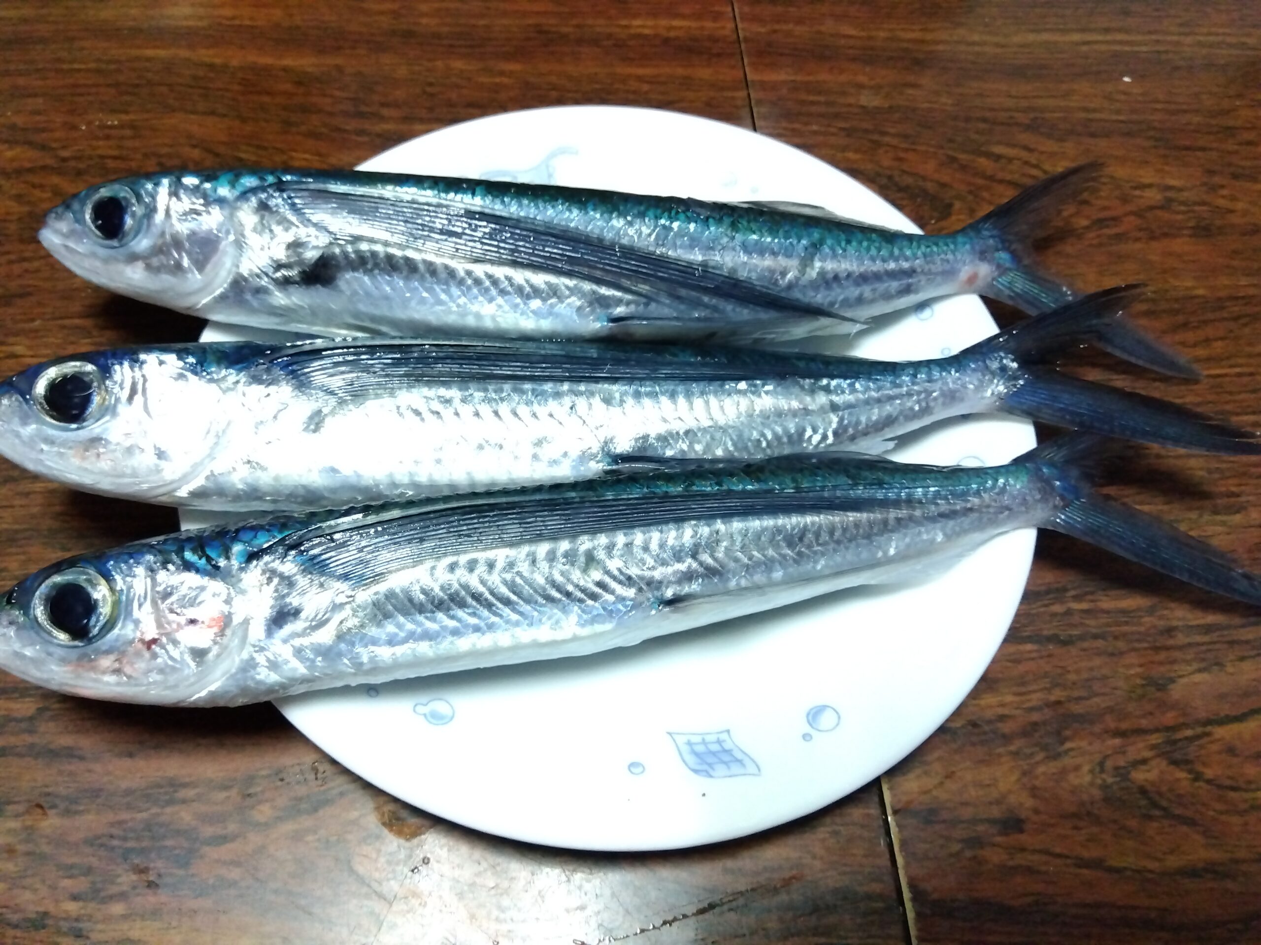 綺麗な青色のトビウオ
