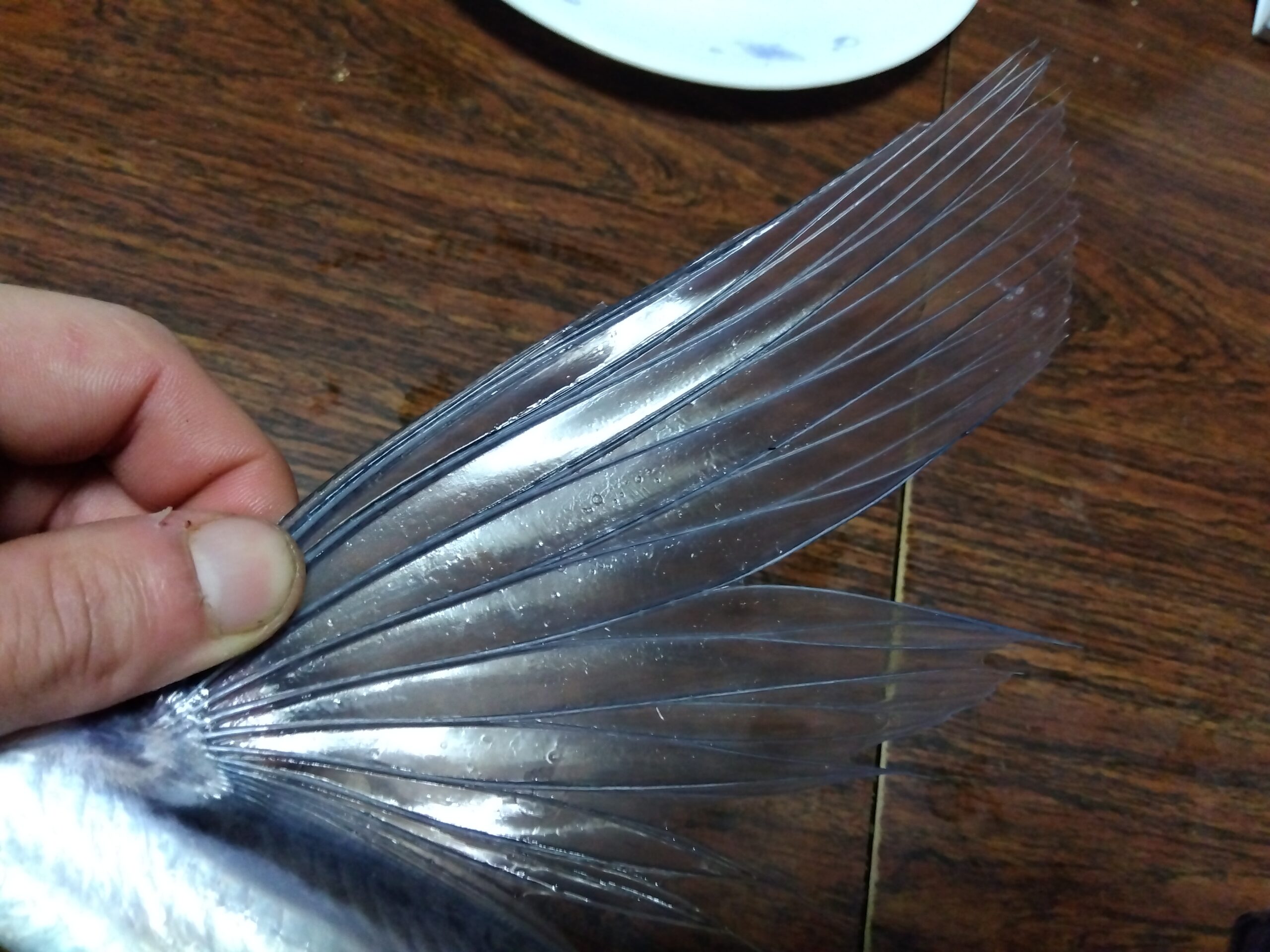 トビウオの透明なヒレを開いている