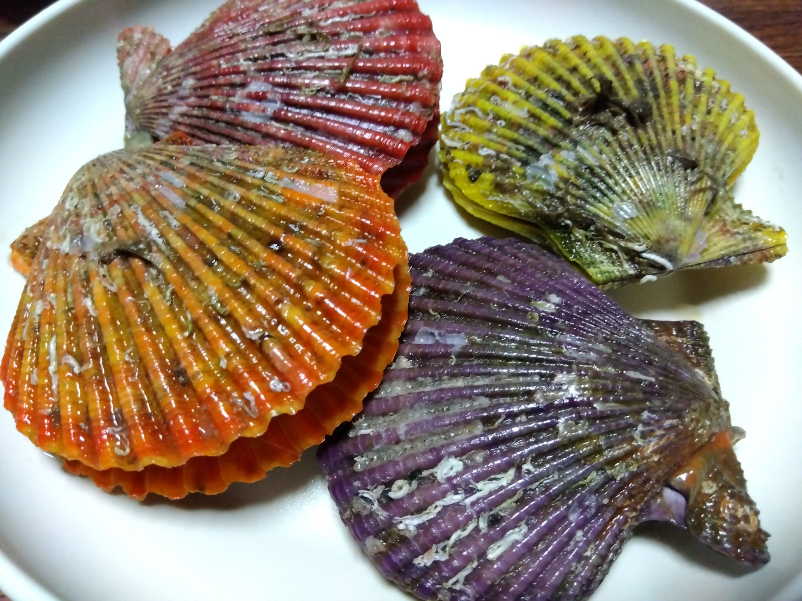 赤黄紫オレンジの４色のヒオウギ貝