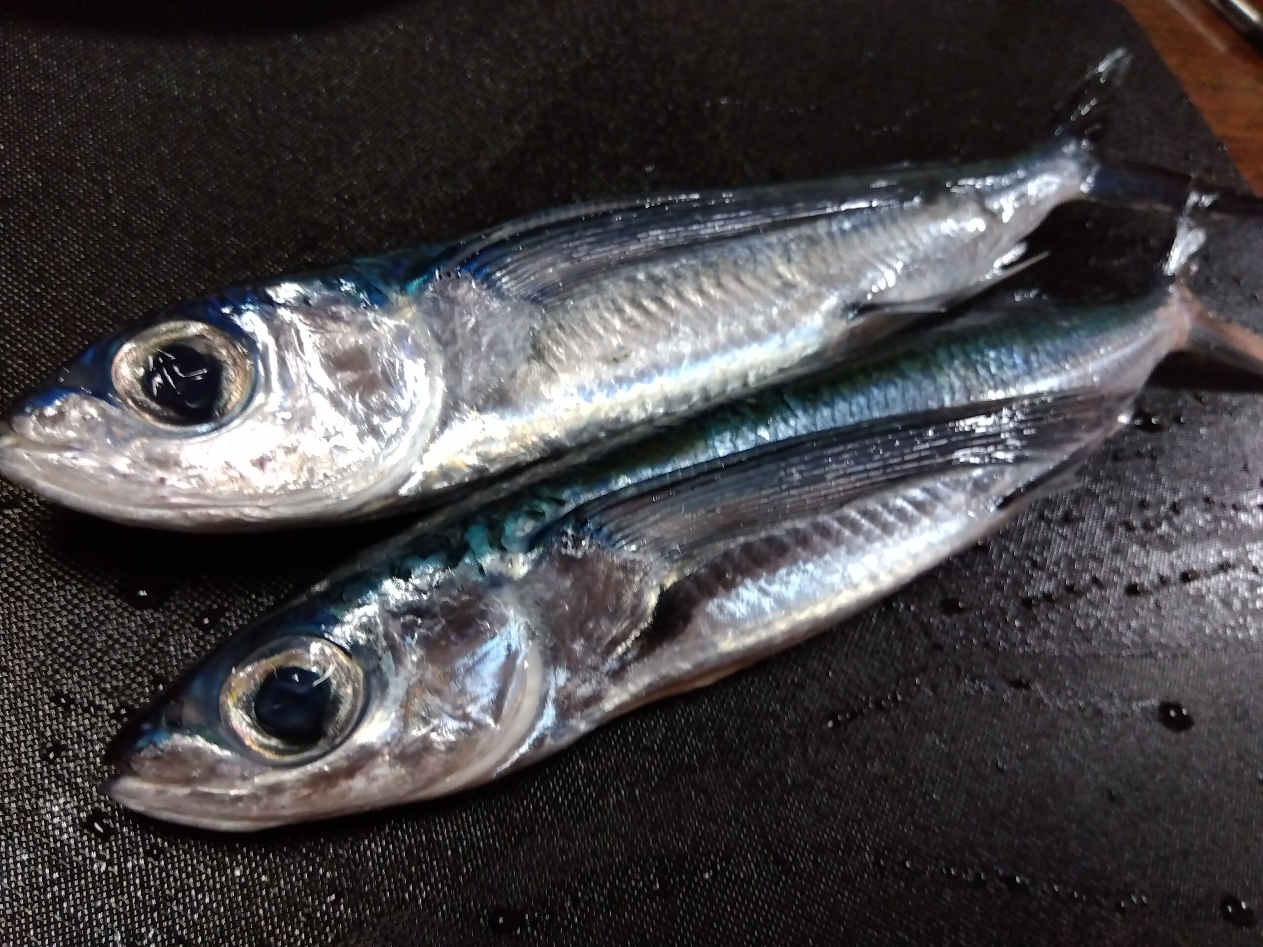 新鮮なトビウオ