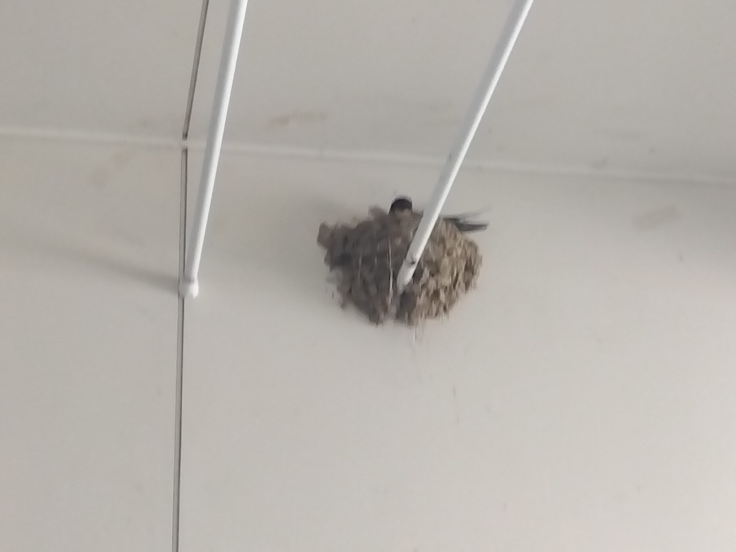 新しくできたツバメの巣と親鳥