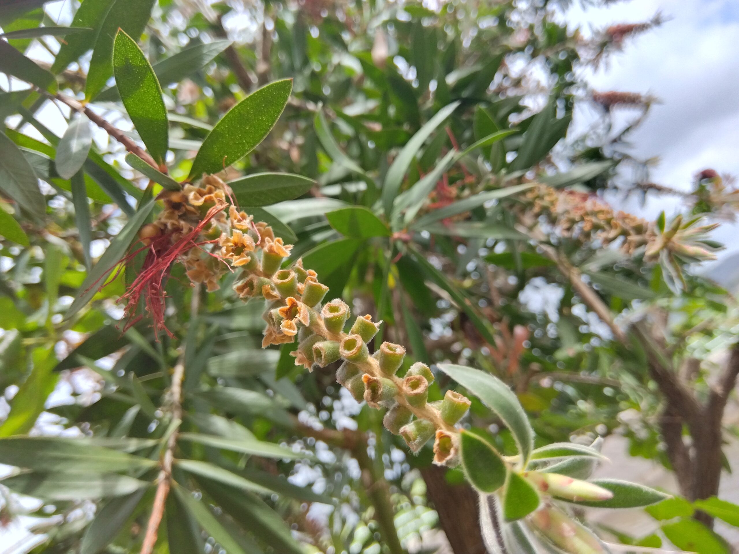 花が終わったブラシノキ