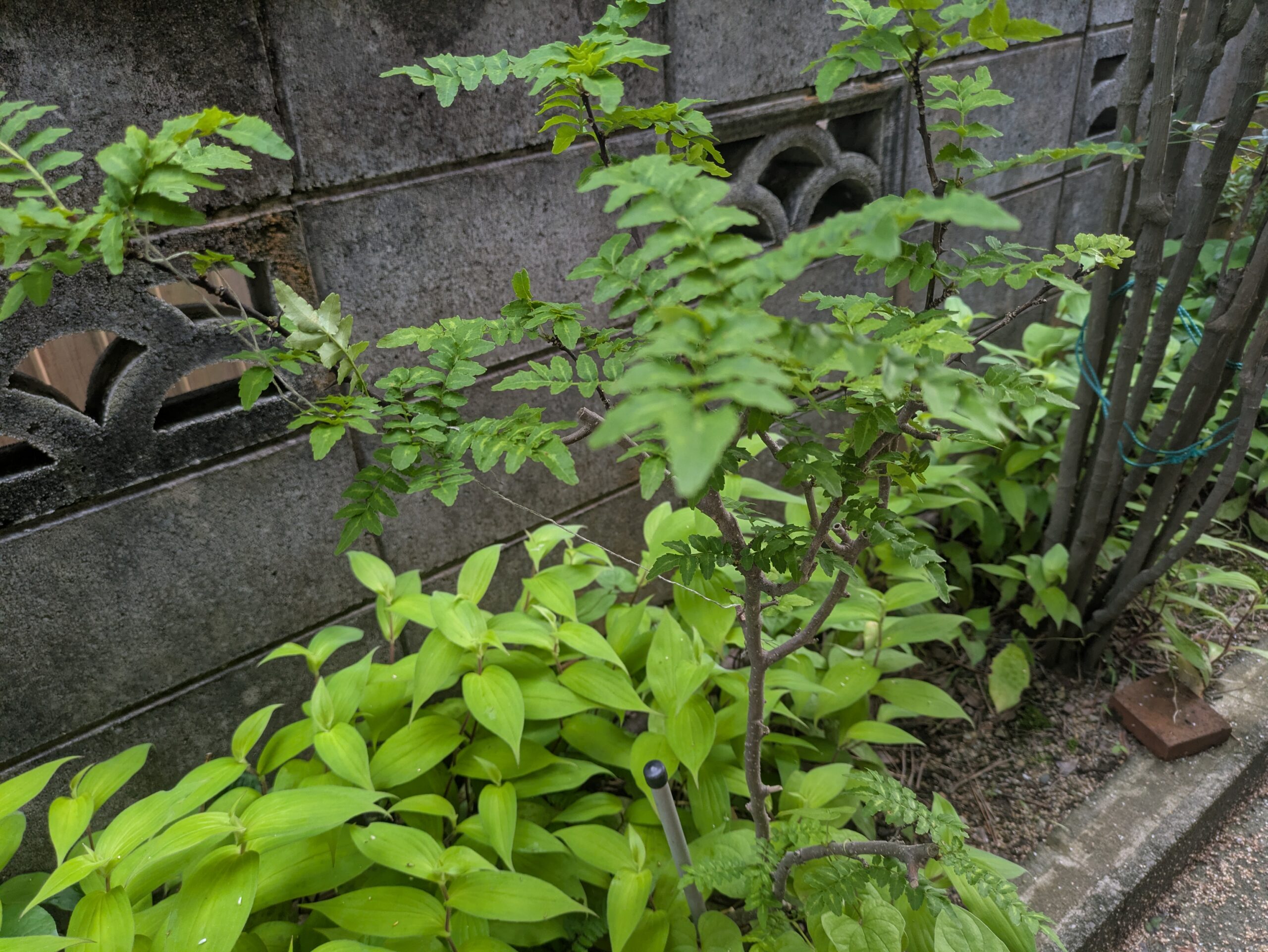 日陰で育つ山椒