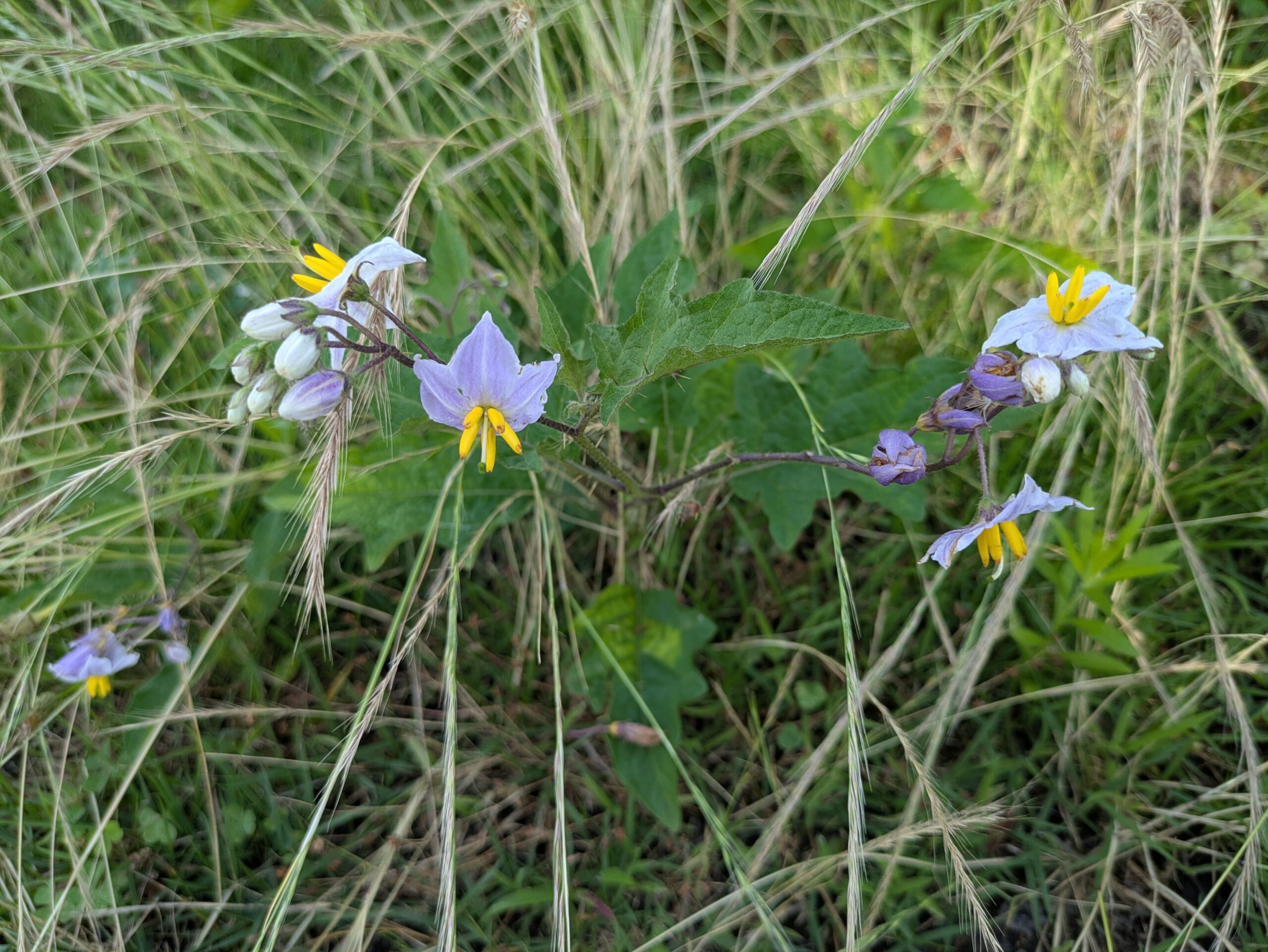 柳瀬川つつみ公園に生えていたワルナスビの花