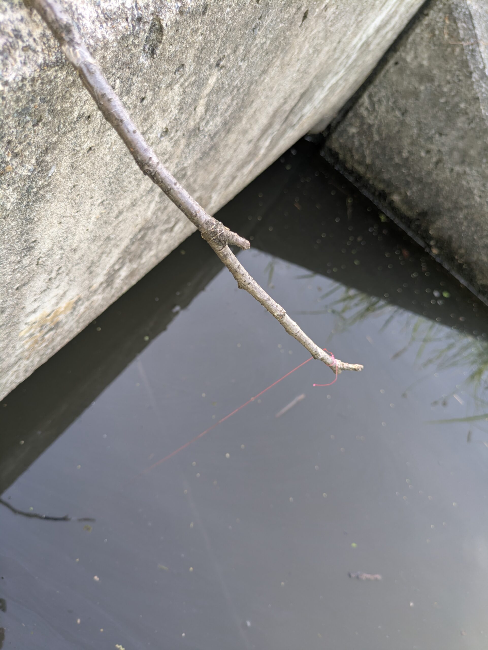 用水に垂らした釣り糸