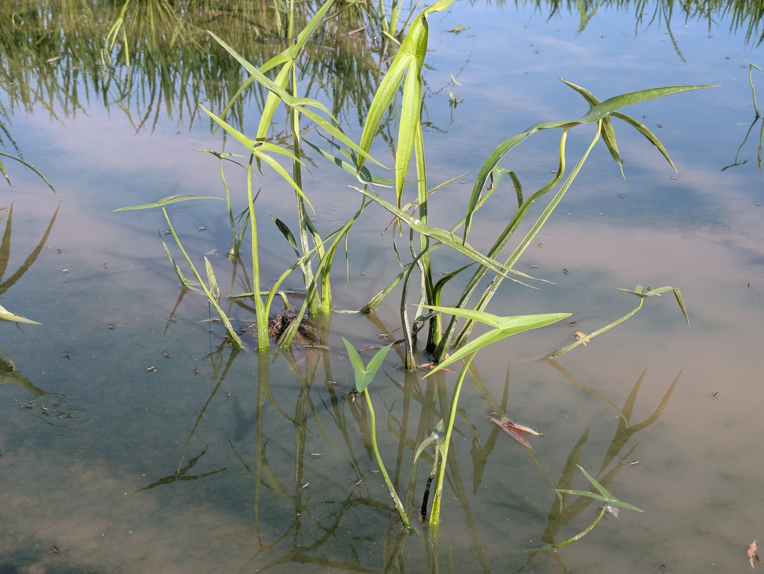 柳瀬川つつみ公園そばの田んぼに群生するオモダカ