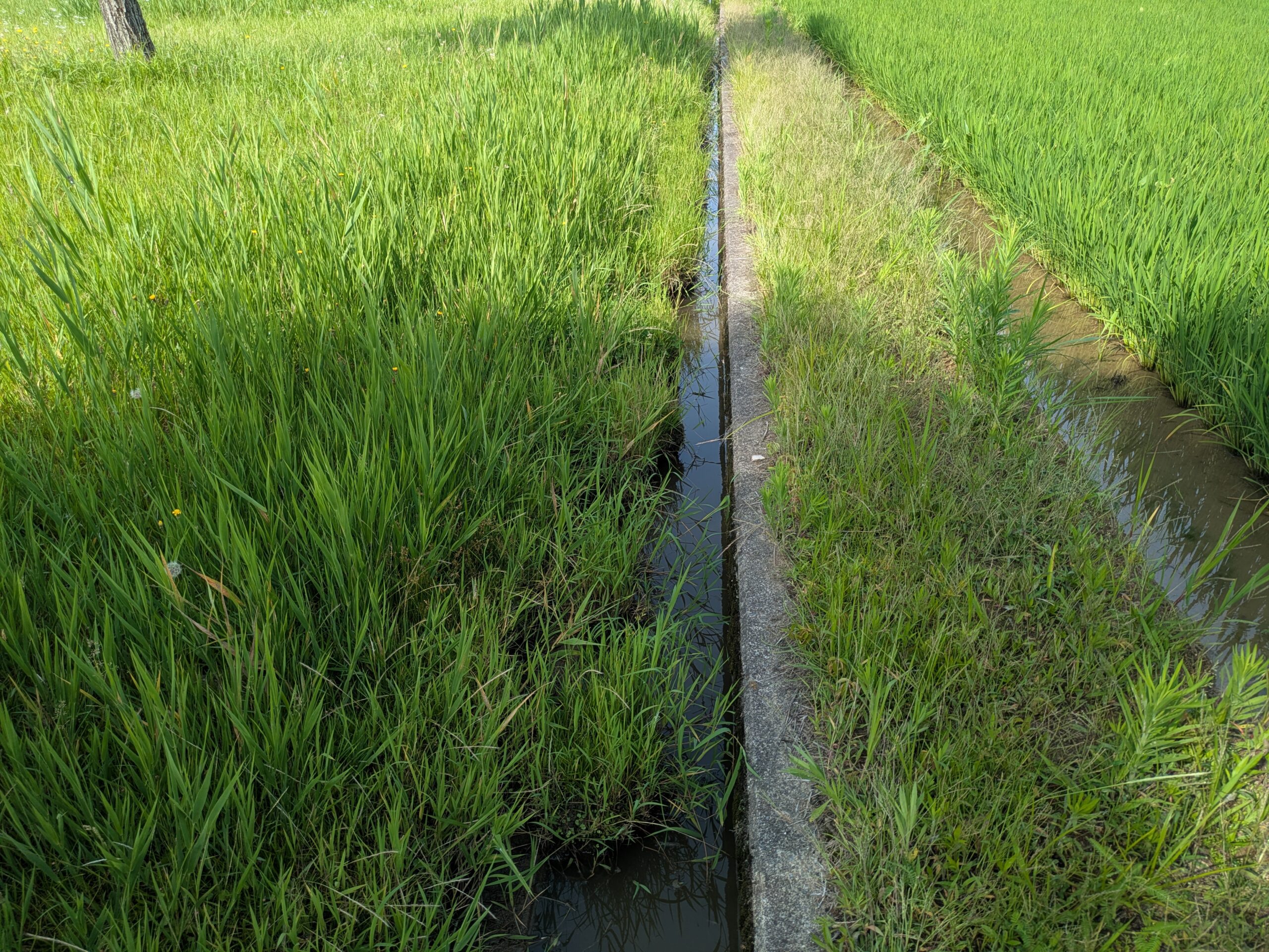 柳瀬川つつみ公園の幅３０センチほどの細い用水