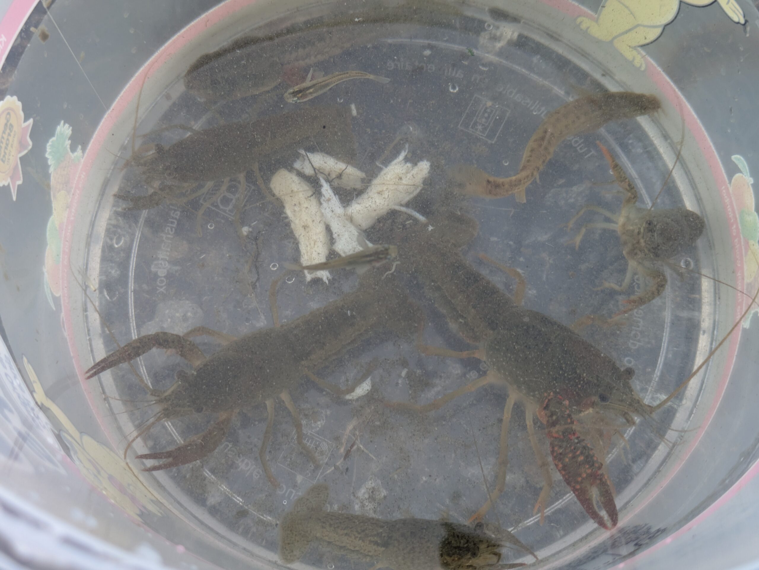 柳瀬川つつみ公園でガサガサをして捕れたザリガニ、ドジョウ、メダカ、オタマジャクシ
