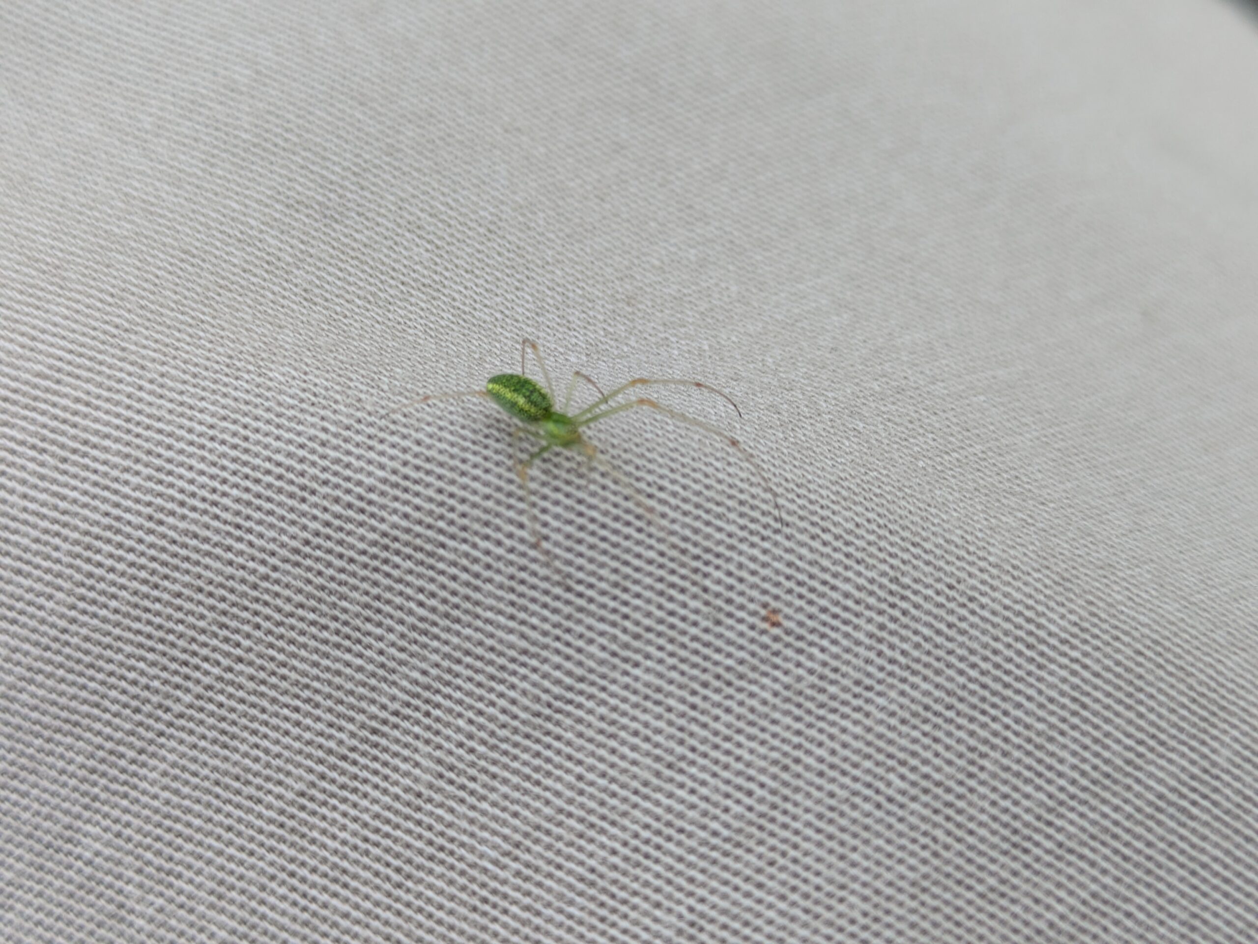 ズボンに乗ってきたウロコアシナガグモ