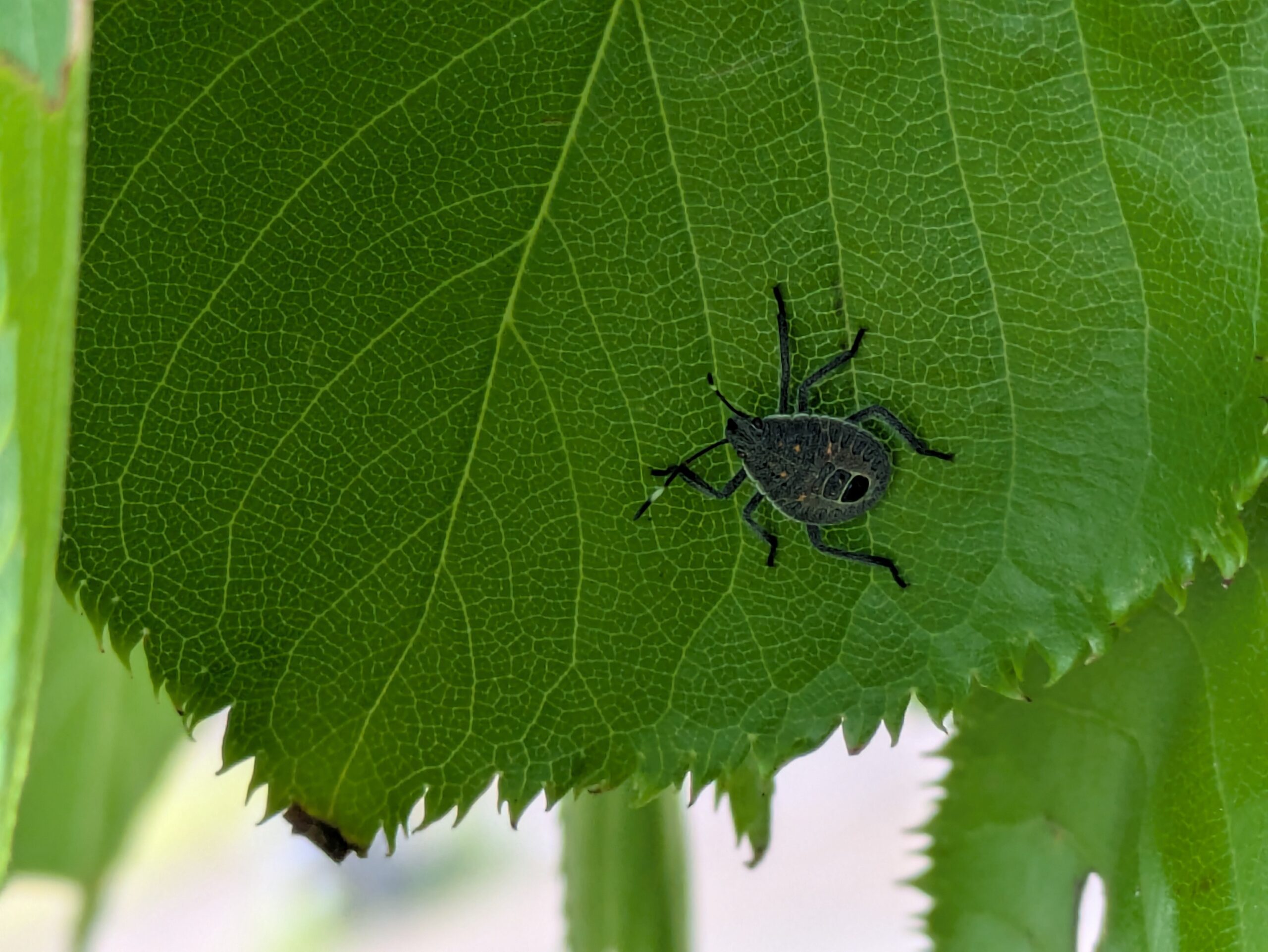 柳瀬川つつみ公園の桜の葉についていたキマダラカメムシの幼虫