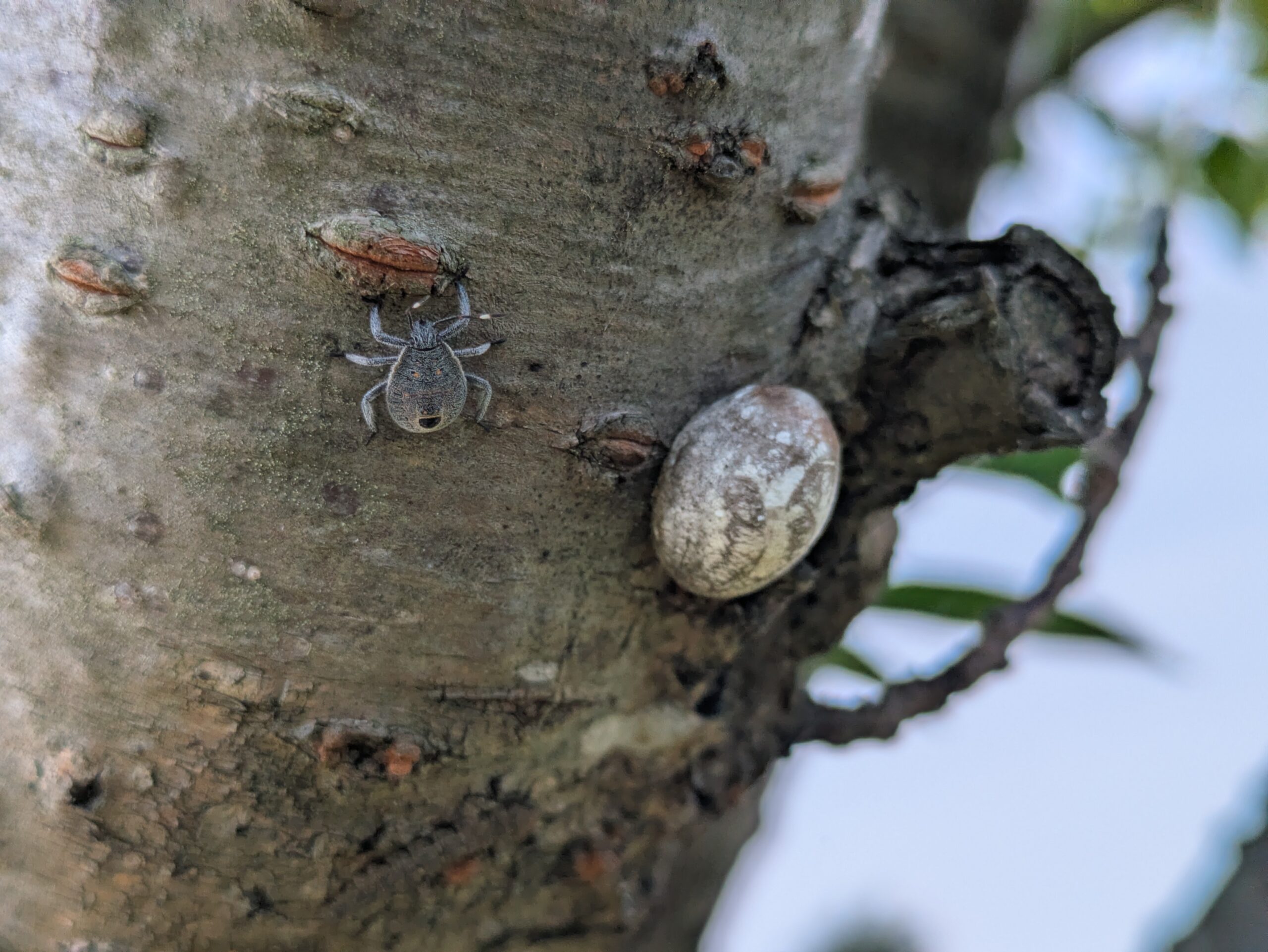 柳瀬川つつみ公園の桜の幹についていたキマダラカメムシの幼虫と蛾の卵