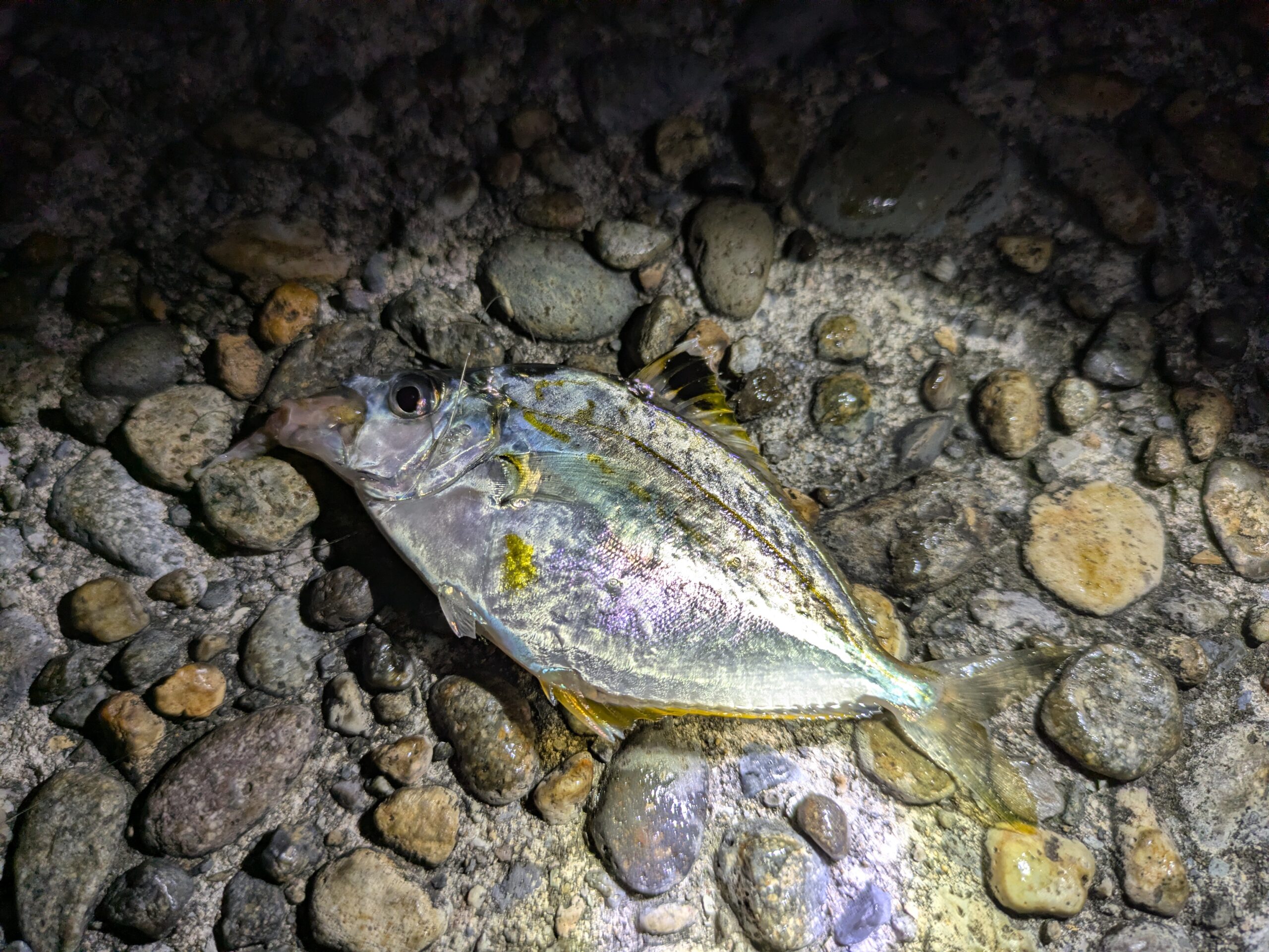 大野で釣ったヒイラギ