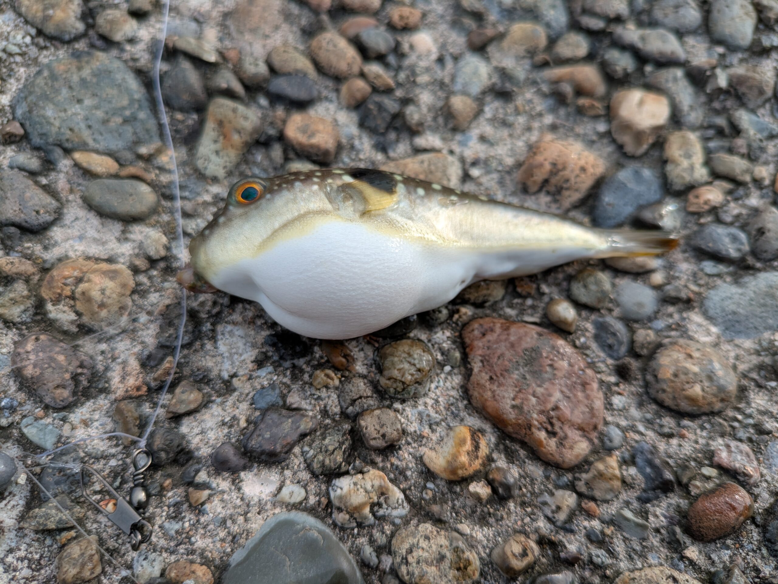 大野で釣ったクサフグ