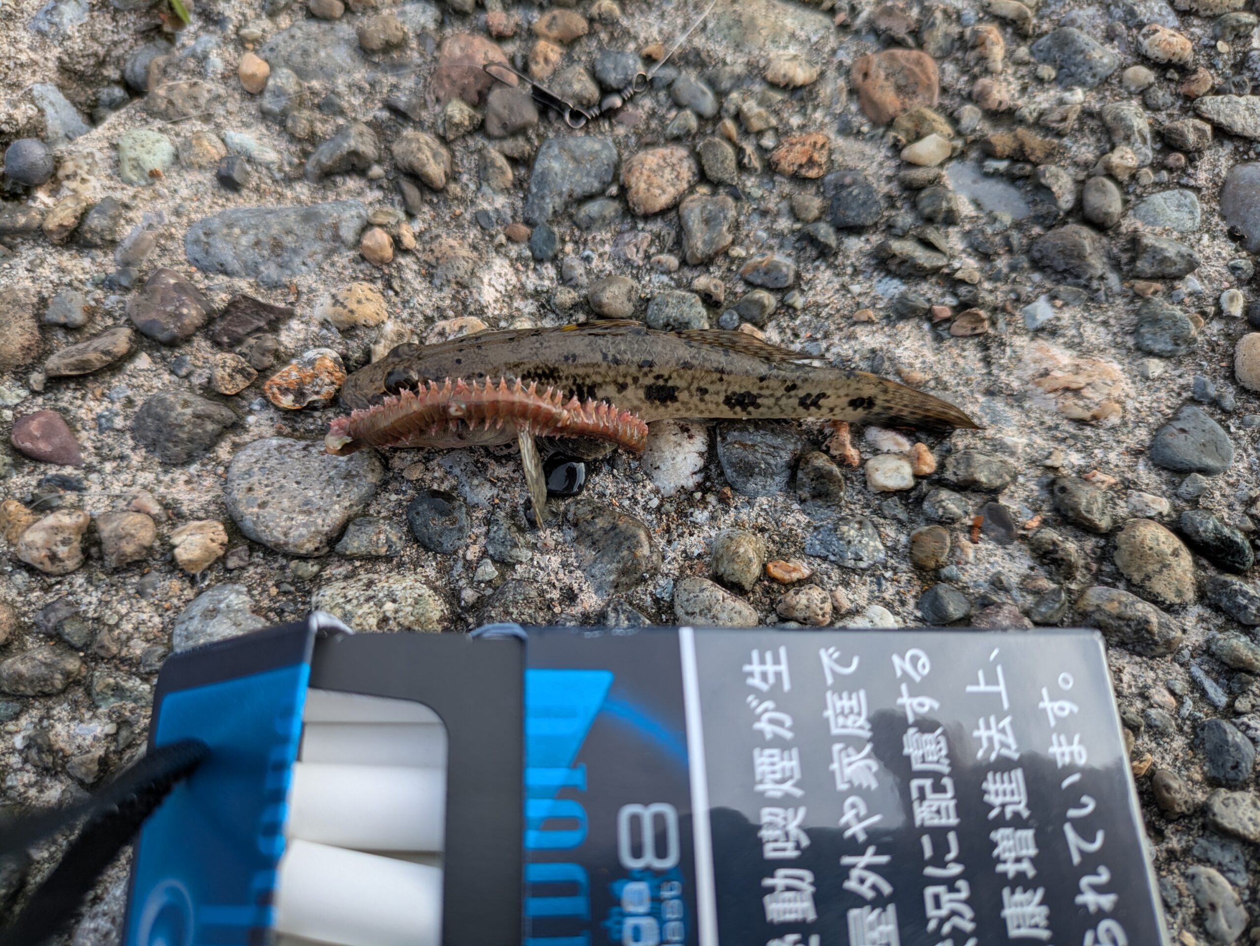 大野で釣った小さなハゼ