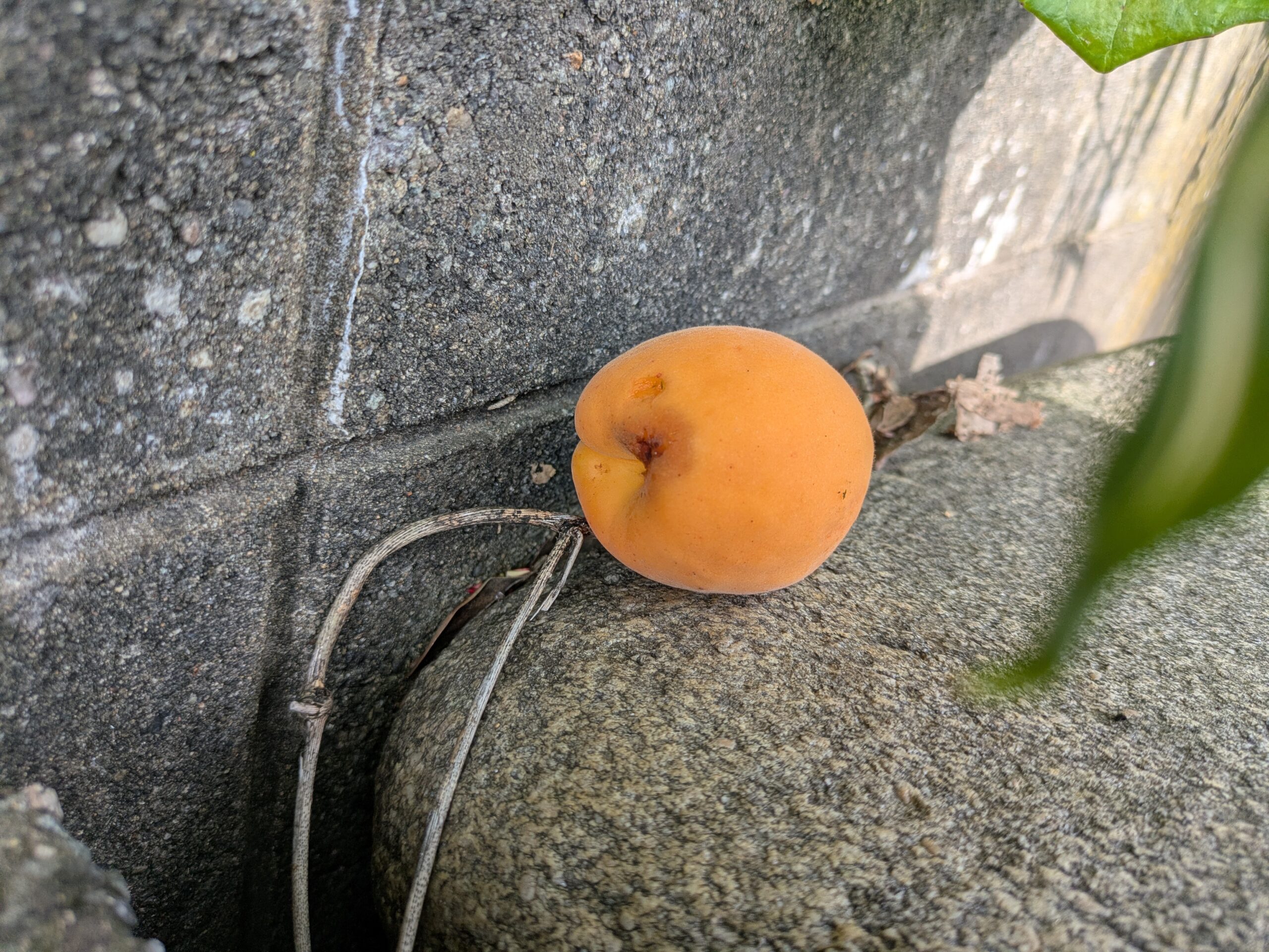 偶然落ちてきた熟れたアンズ