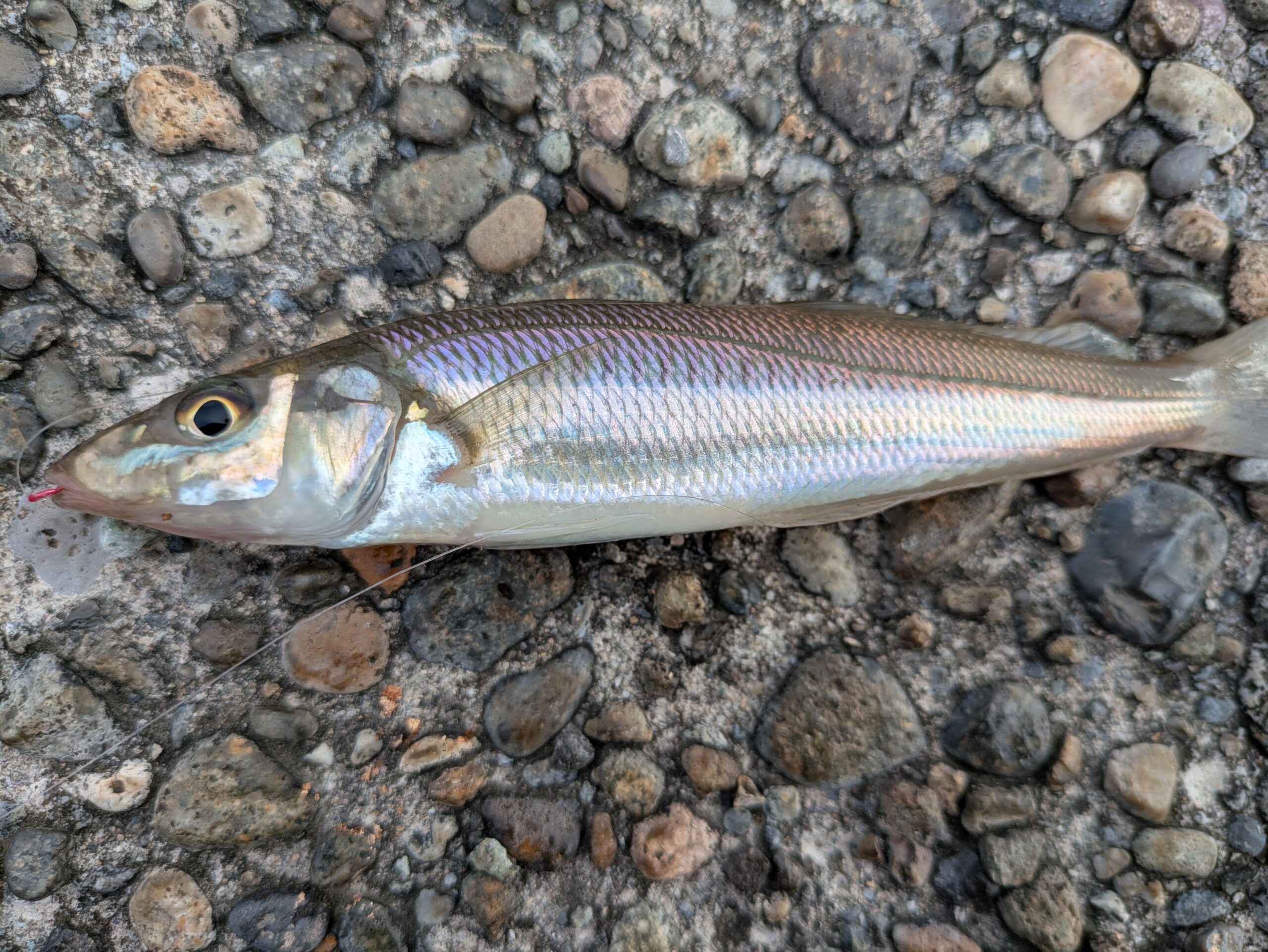 大野で釣ったキス