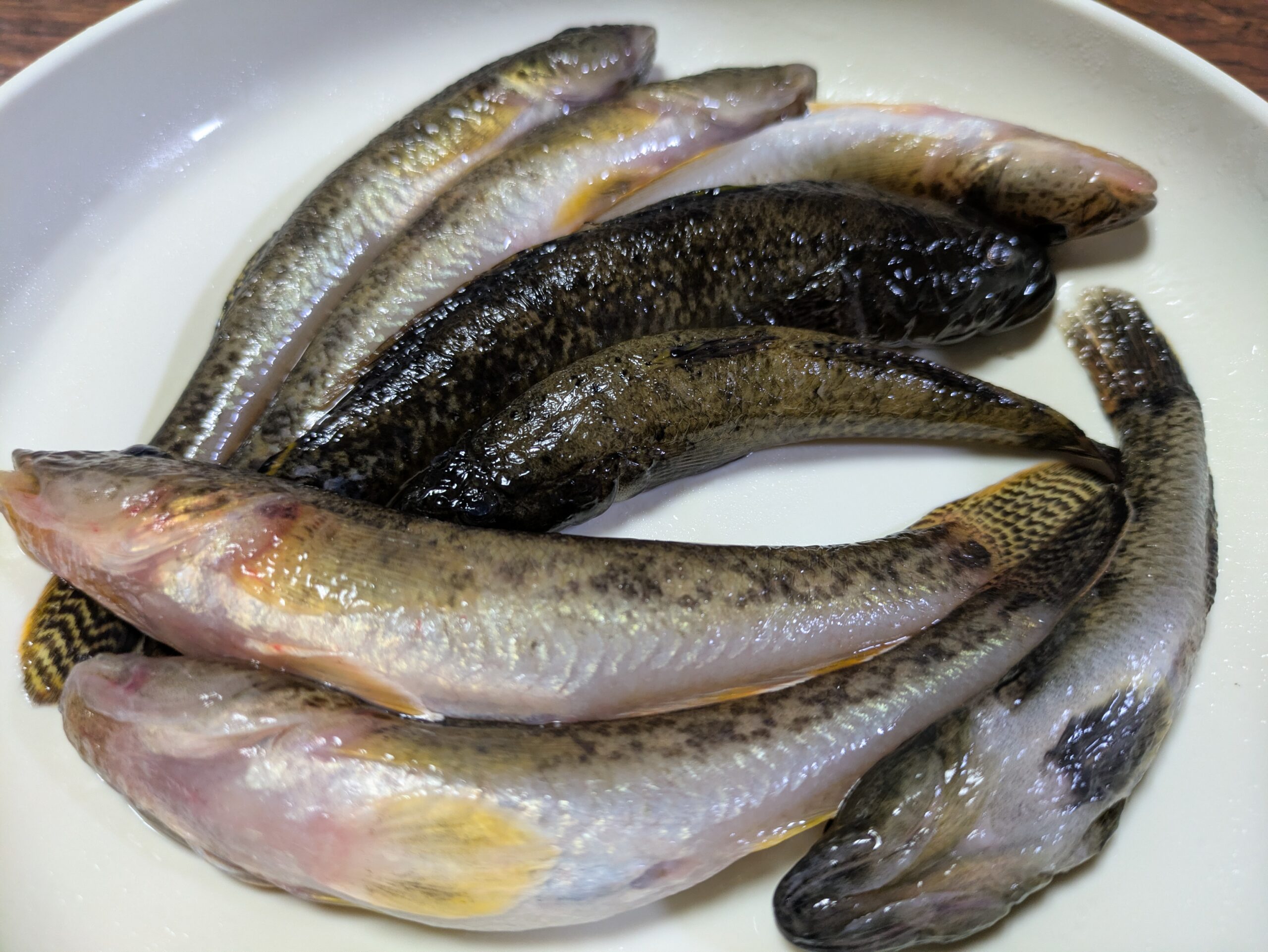 大野で釣ったハゼを持ち帰った