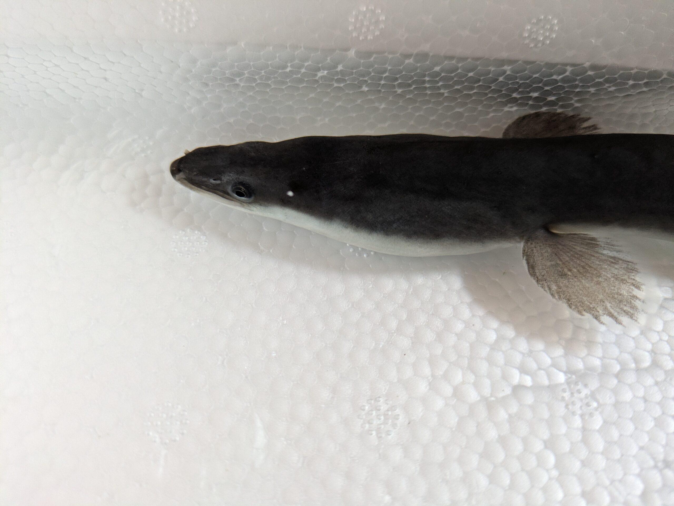 水中の生きたウナギの顔