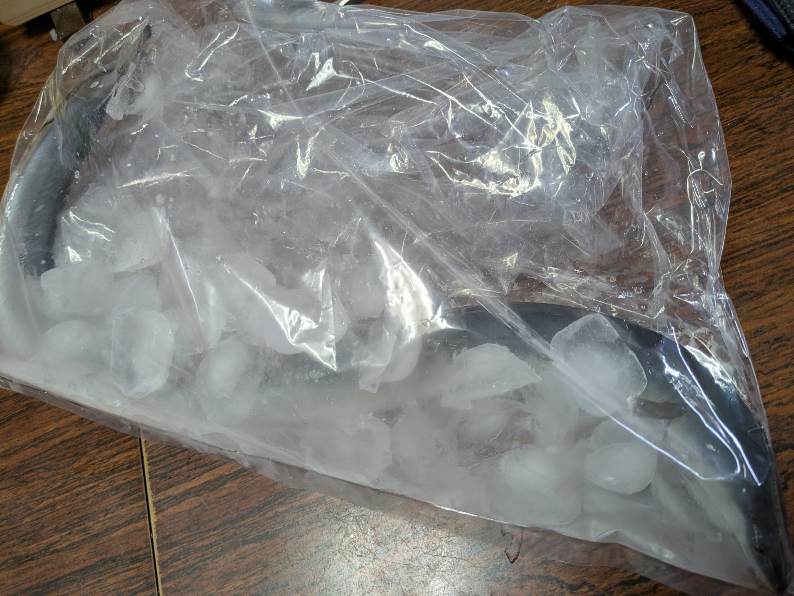 氷とともに袋に入れた生きたウナギ