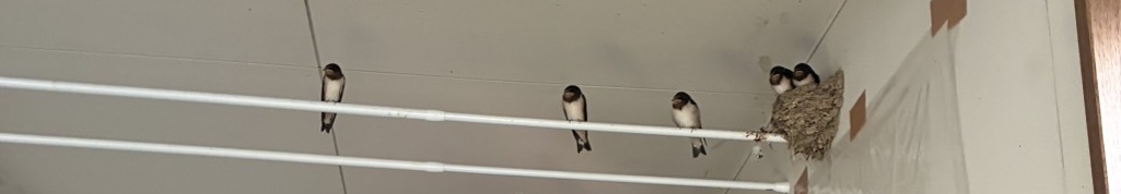 巣立つために飛ぶ練習を始めたツバメのヒナ