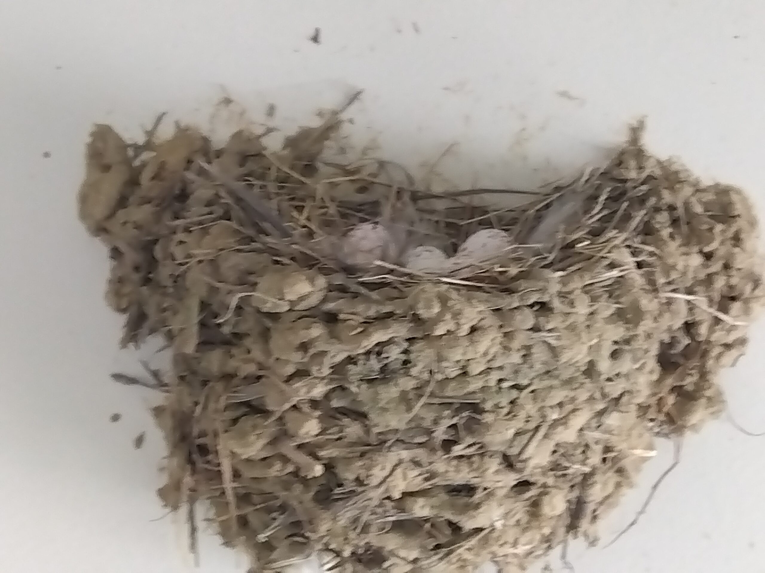 6月18日に確認したツバメの卵