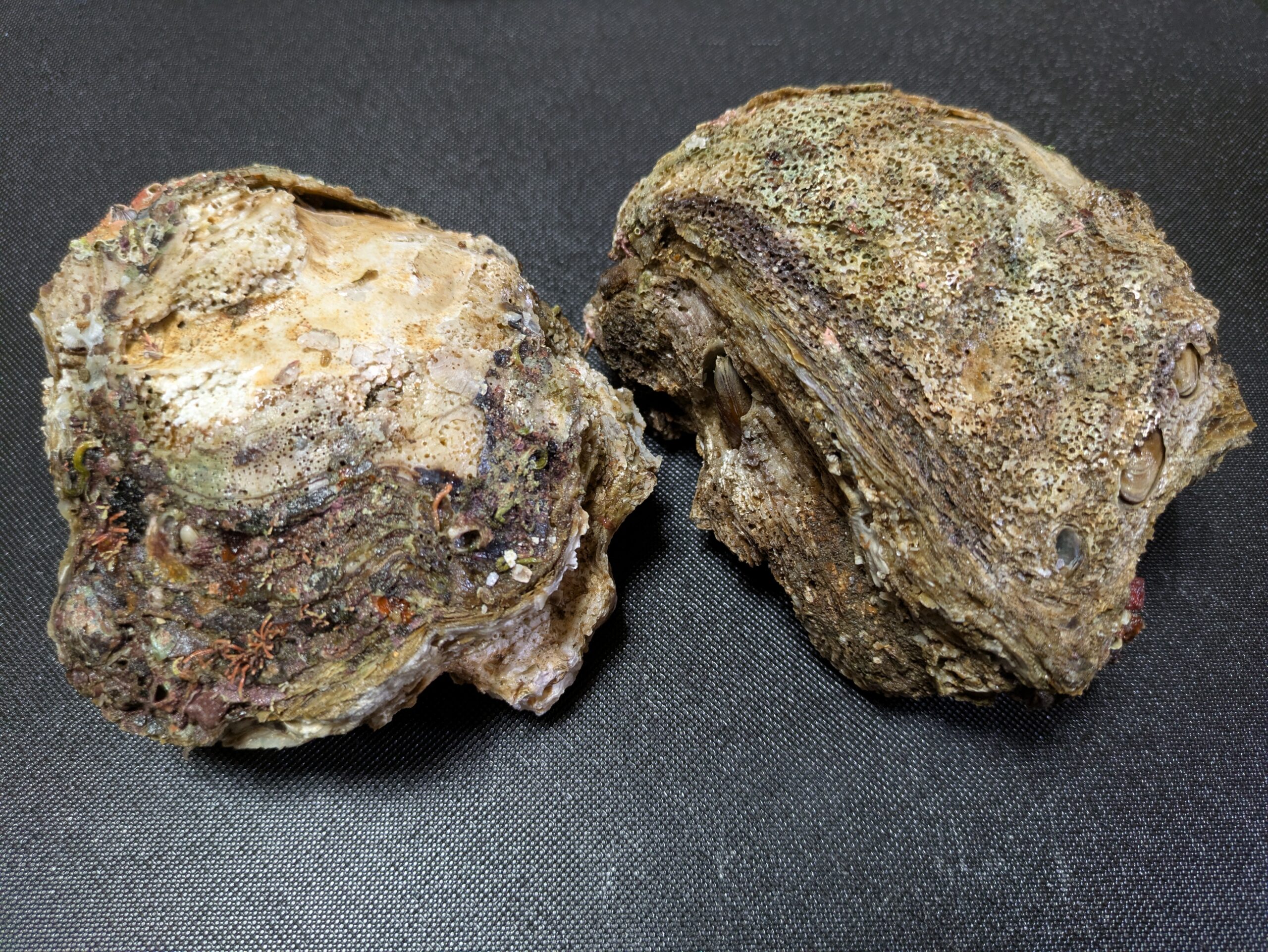 いろいろな生き物が付着した岩カキ