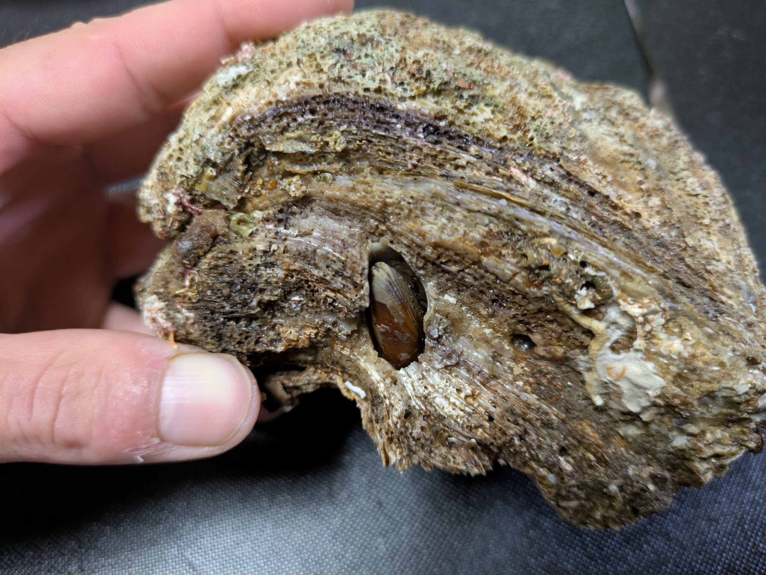 岩カキの殻を横から見たもの。殻の層が確認できる