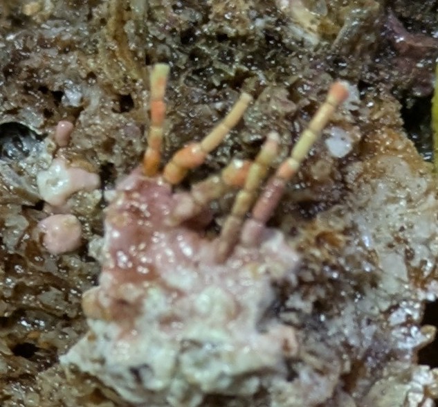 岩カキの殻に付着していたサンゴモ類