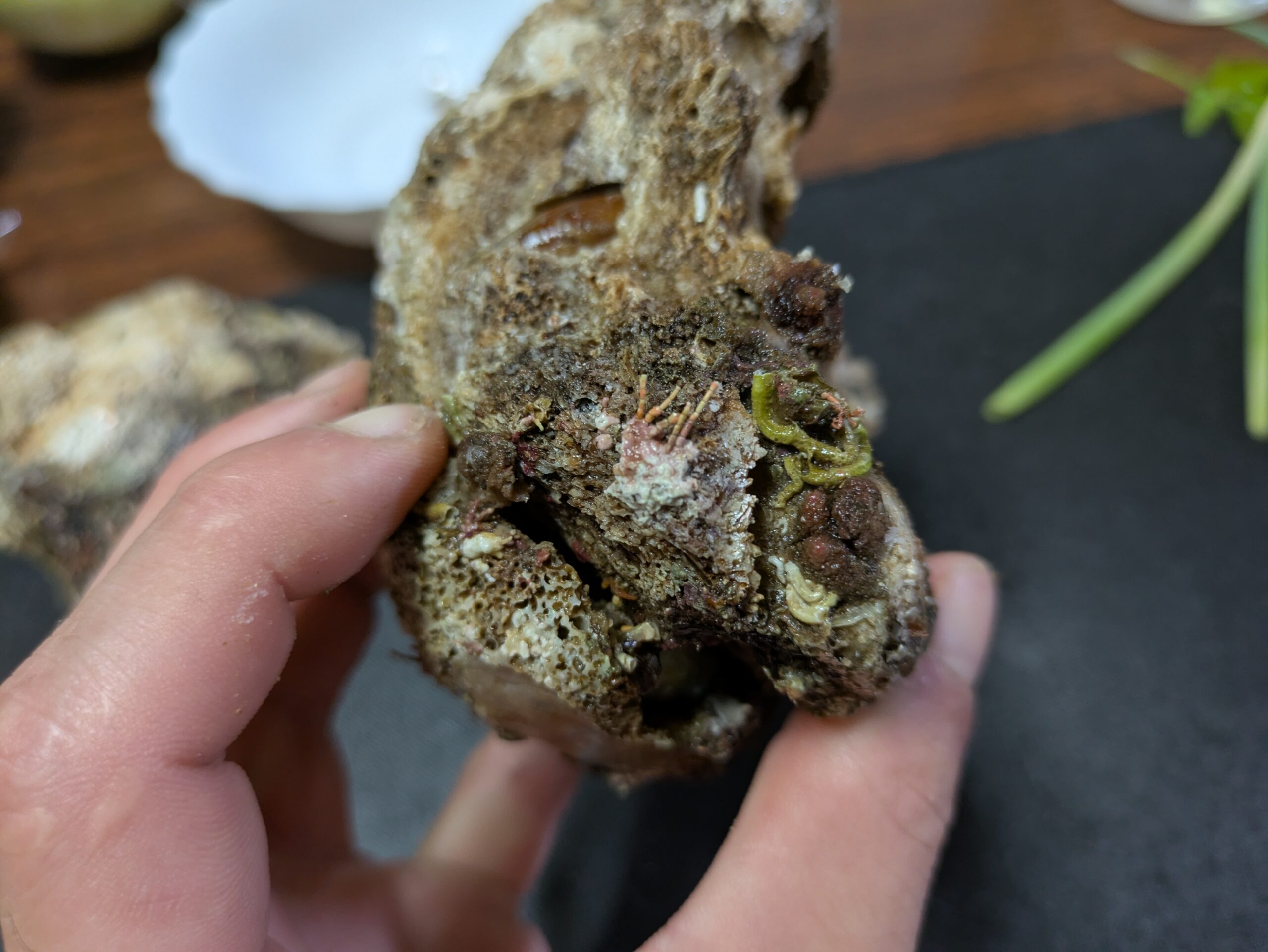 岩カキの殻に付着していたなにかの痕跡