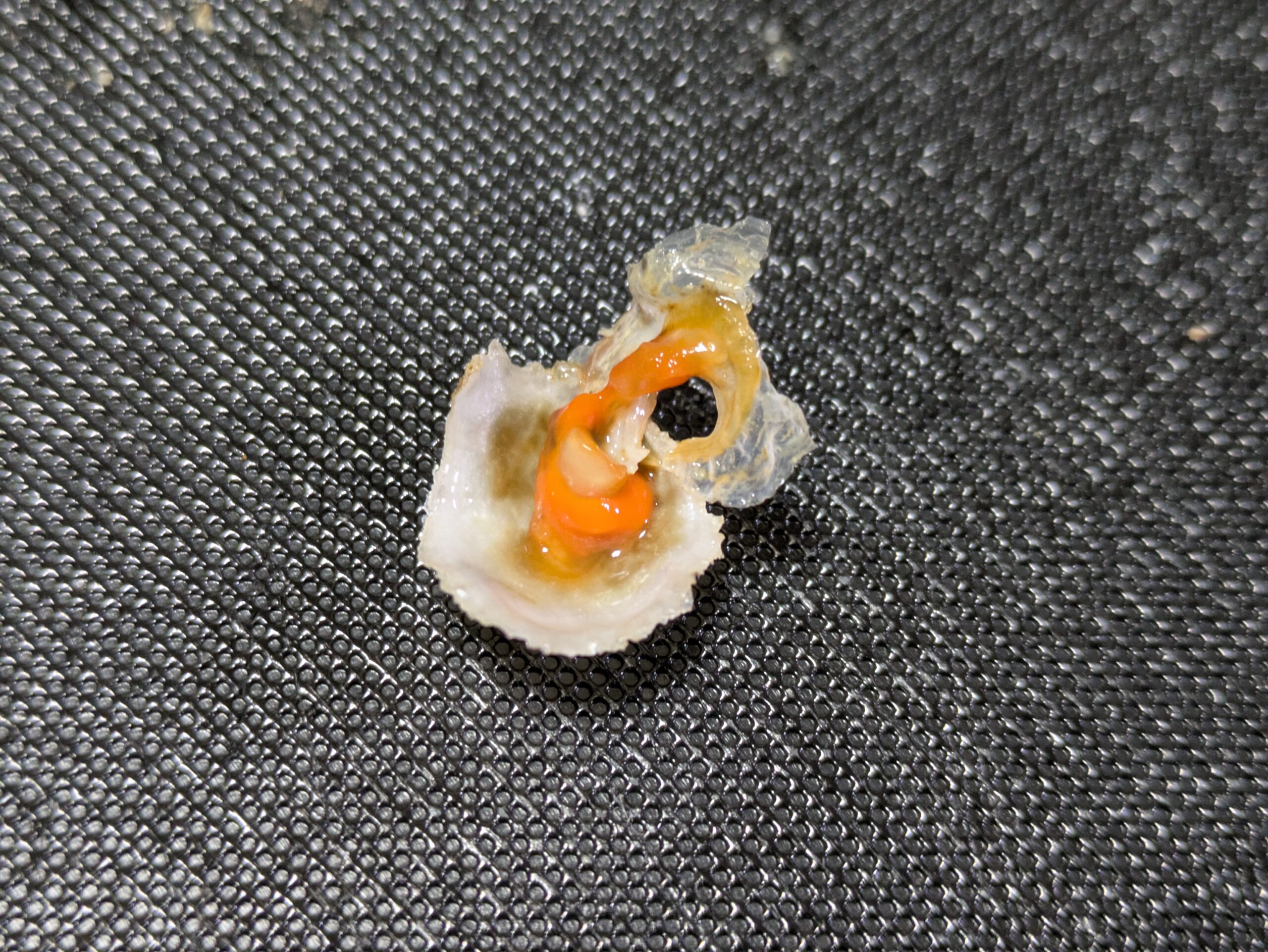 ナミマガシワの中身