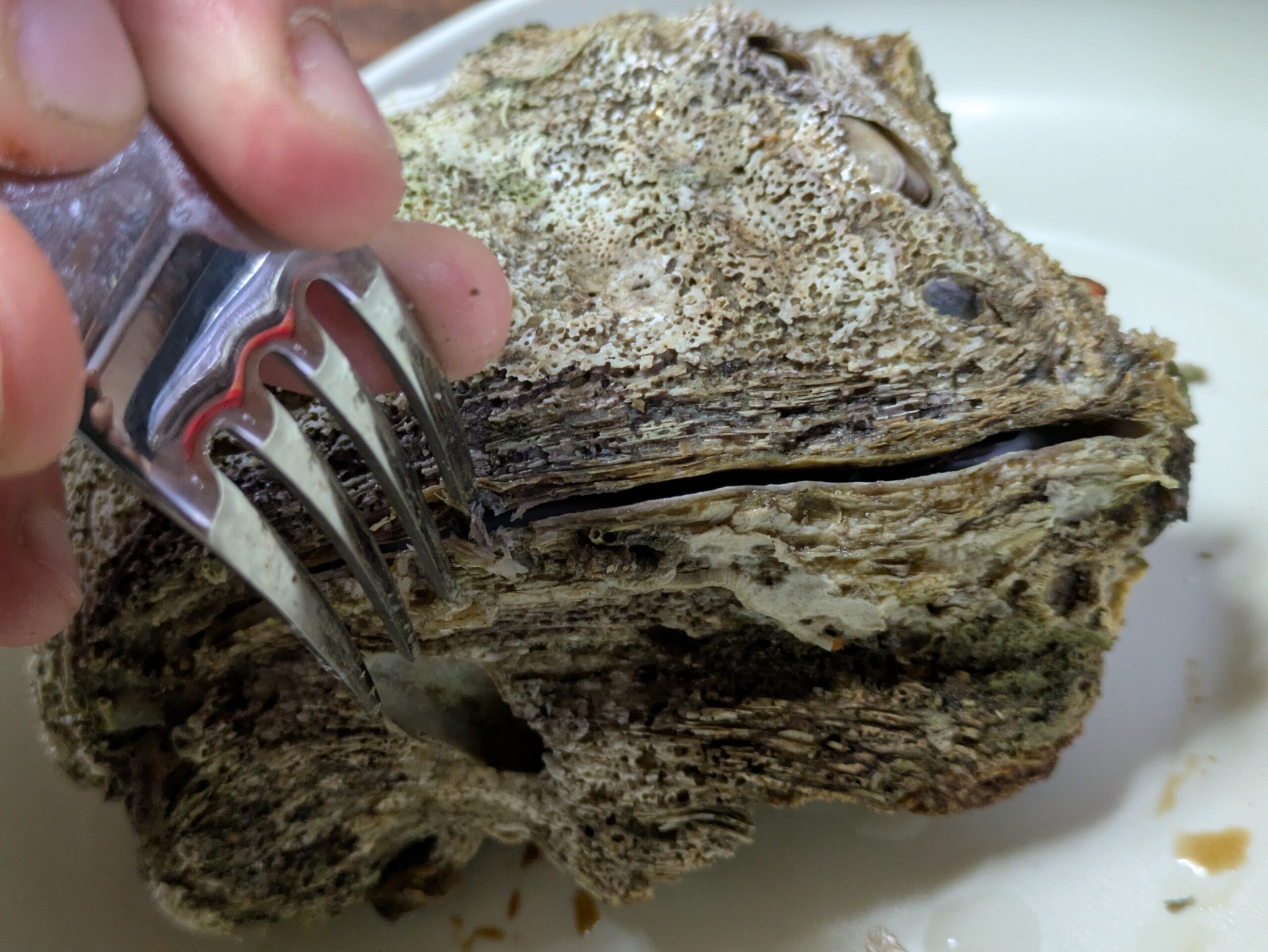 カキの口をフォークを使ってこじ開けた様子