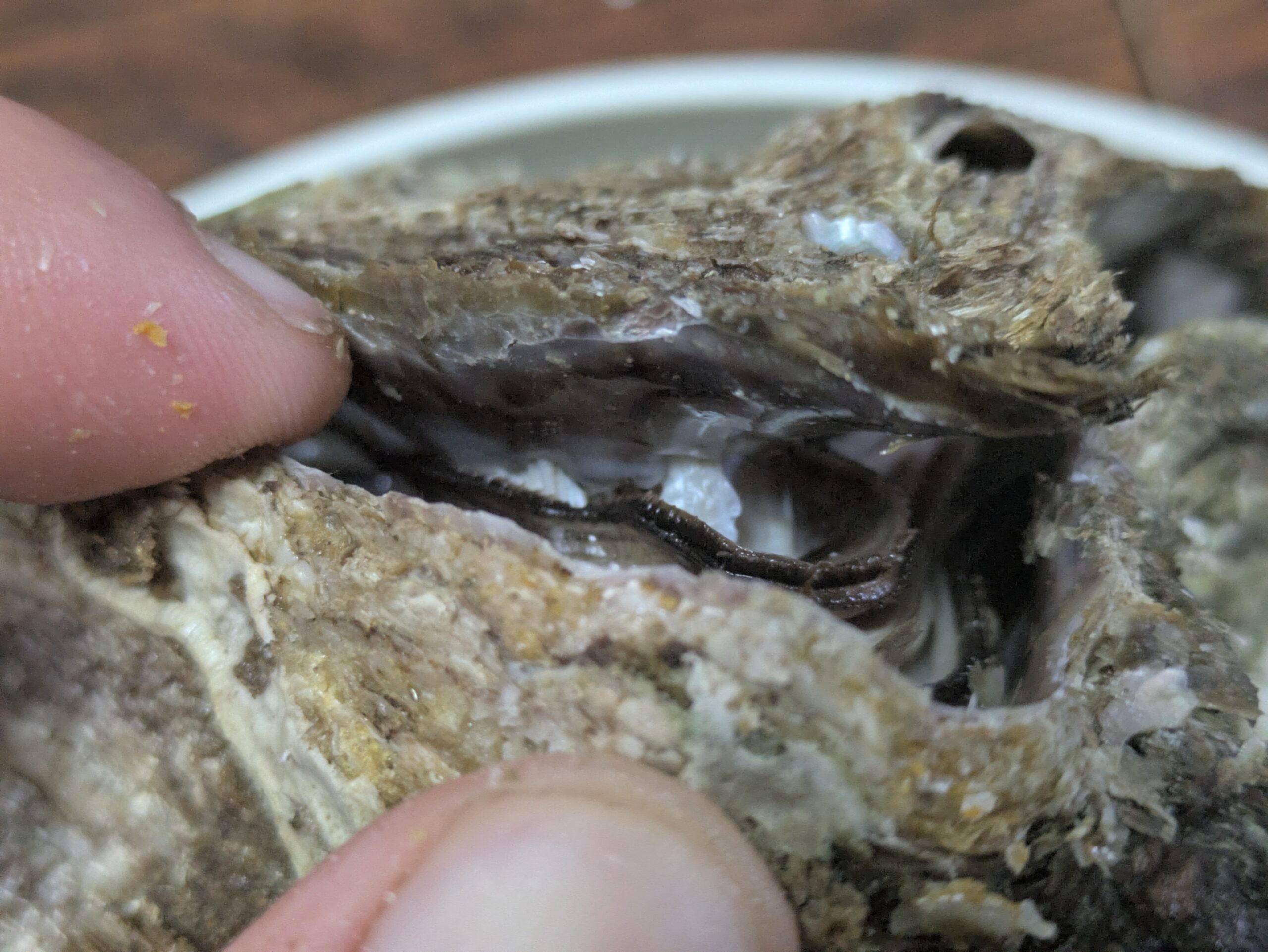 岩カキの口の隙間から見える貝柱