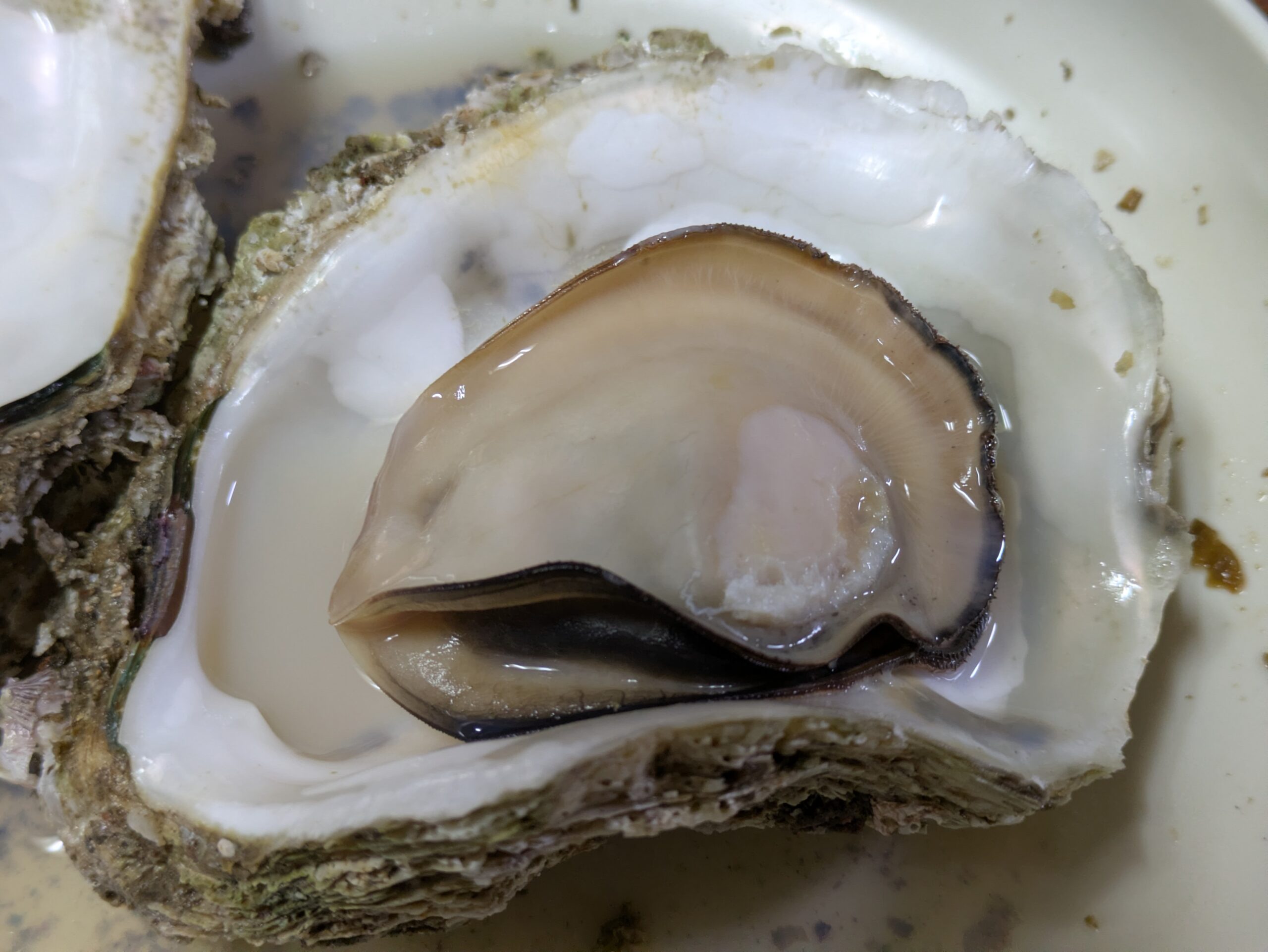 酒蒸しにした岩カキを開いた様子。上手に開けたので中の汁が残っている