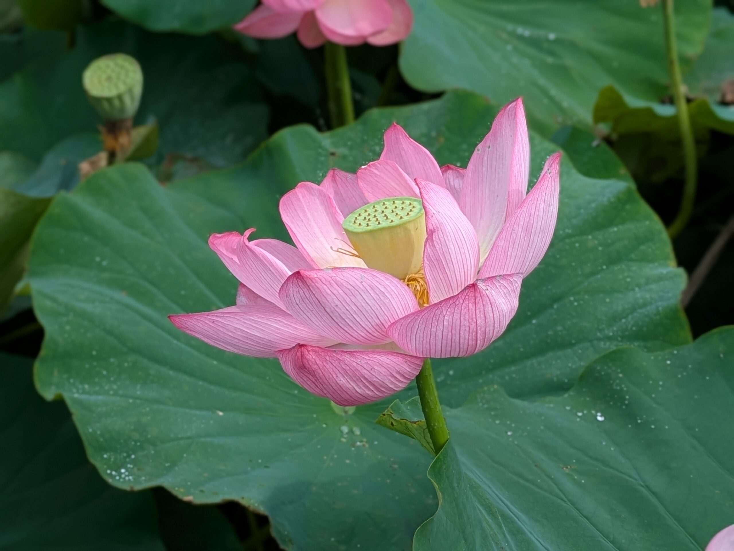 石川県金沢市のこなん水辺公園で咲く蓮の花