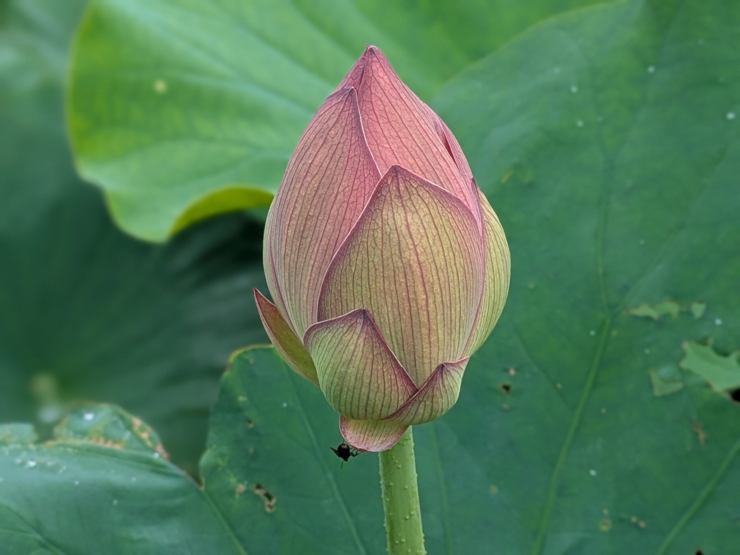 石川県金沢市のこなん水辺公園で咲く蓮の花のつぼみ