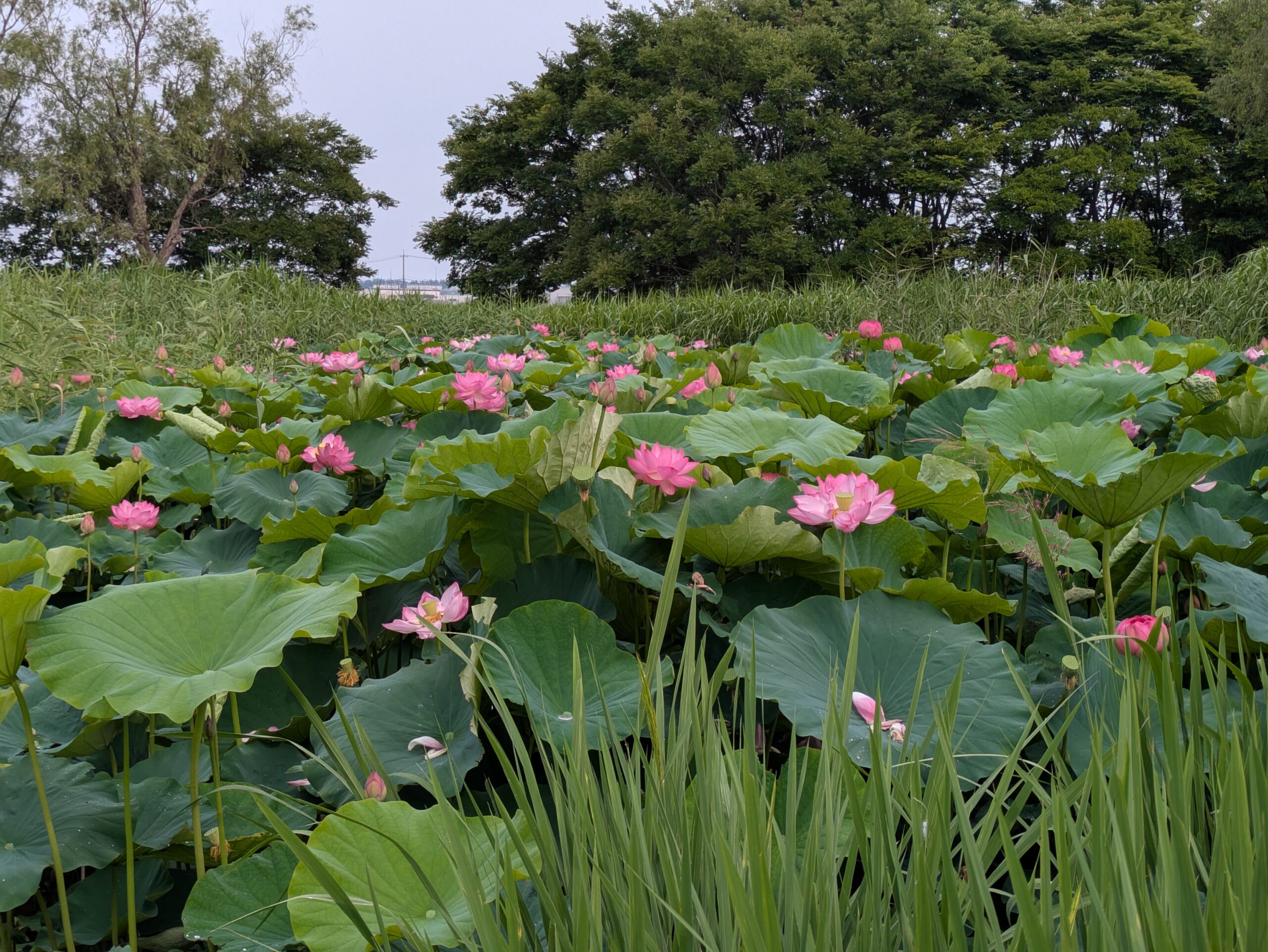石川県金沢市のこなん水辺公園の蓮の池の状況2026/07/04/8:30花が咲いている