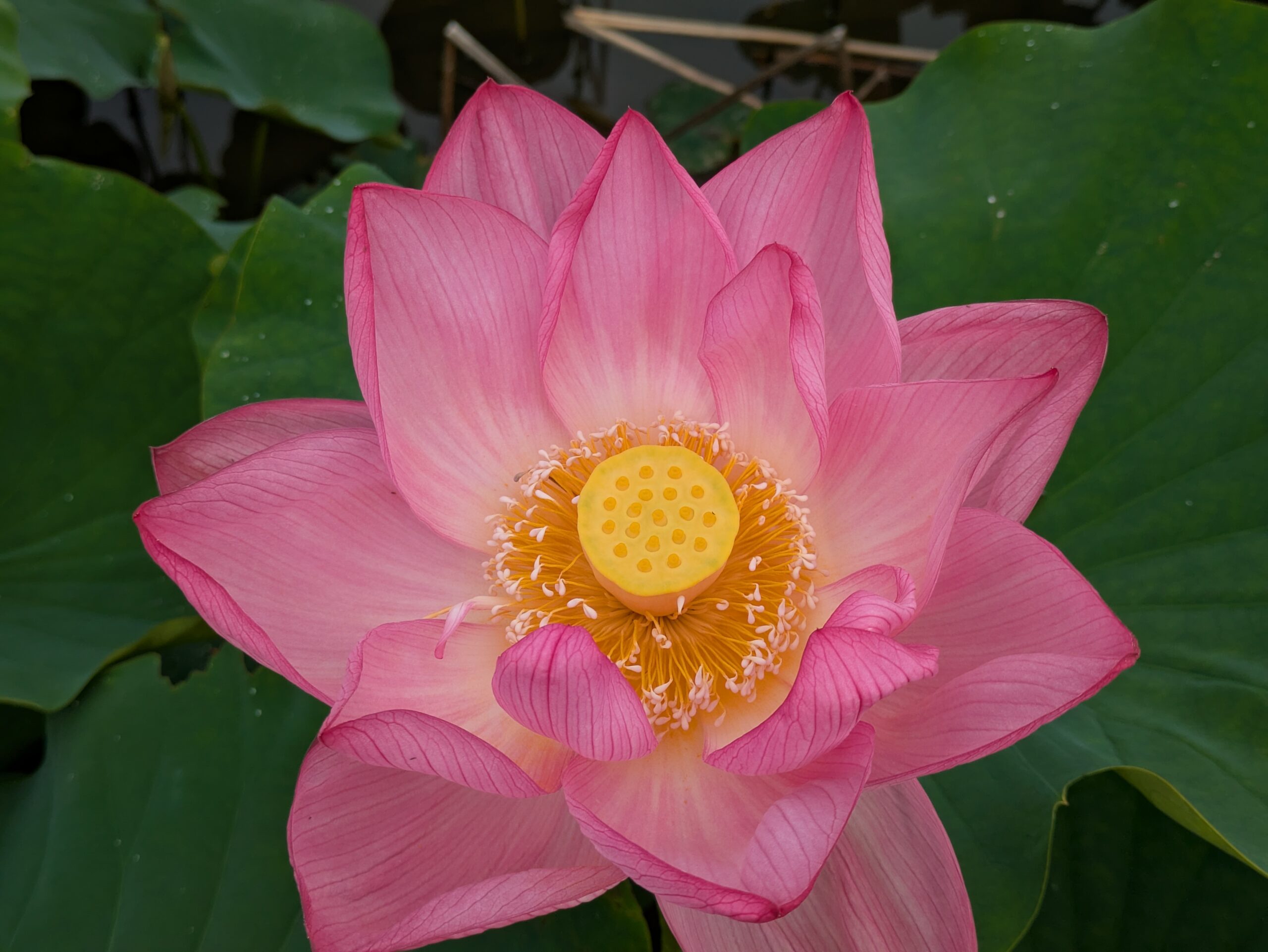 石川県金沢市のこなん水辺公園で咲く蓮の花を上からみた図