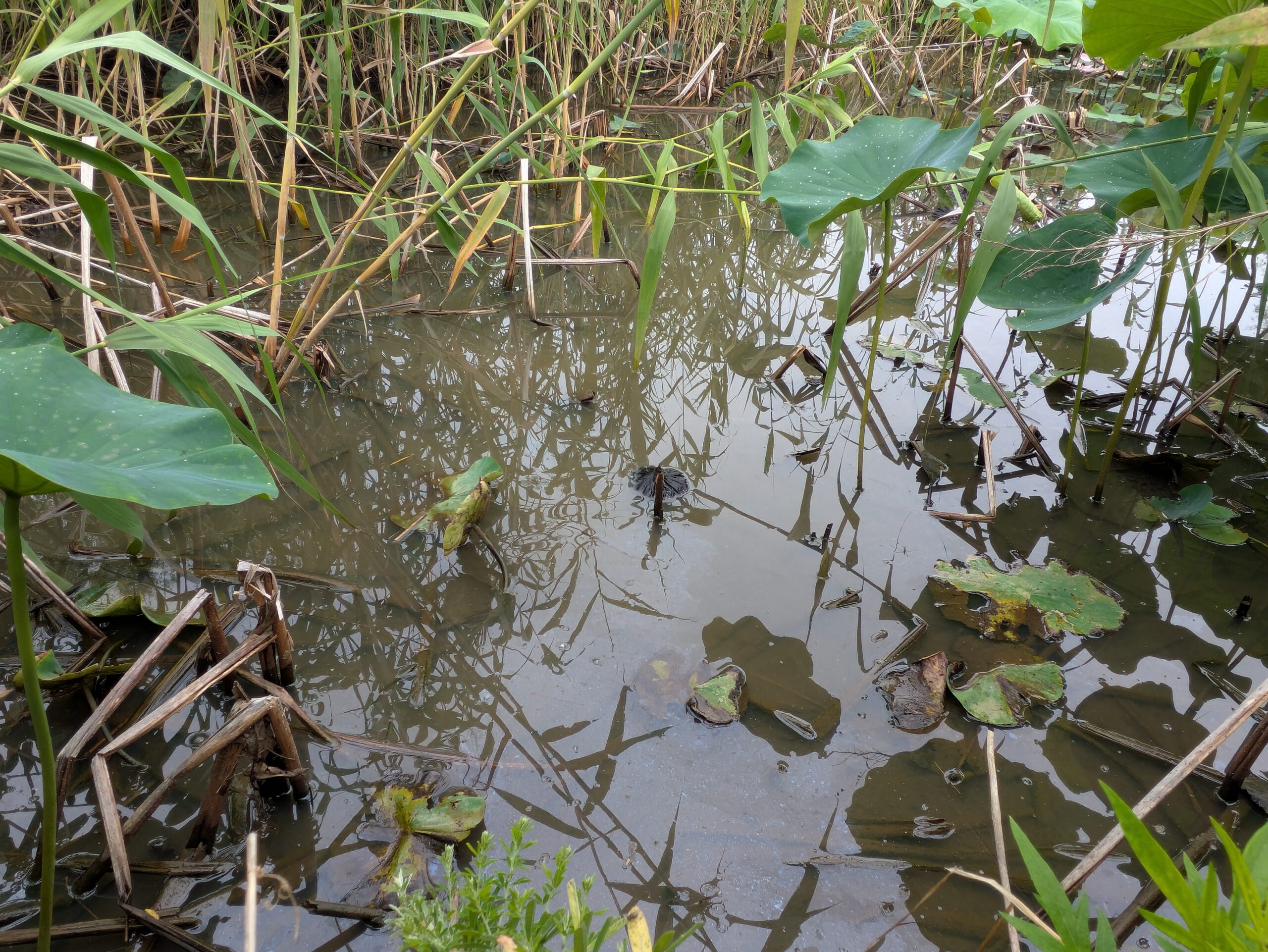 石川県金沢市のこなん水辺公園の蓮の池の水量は少ない