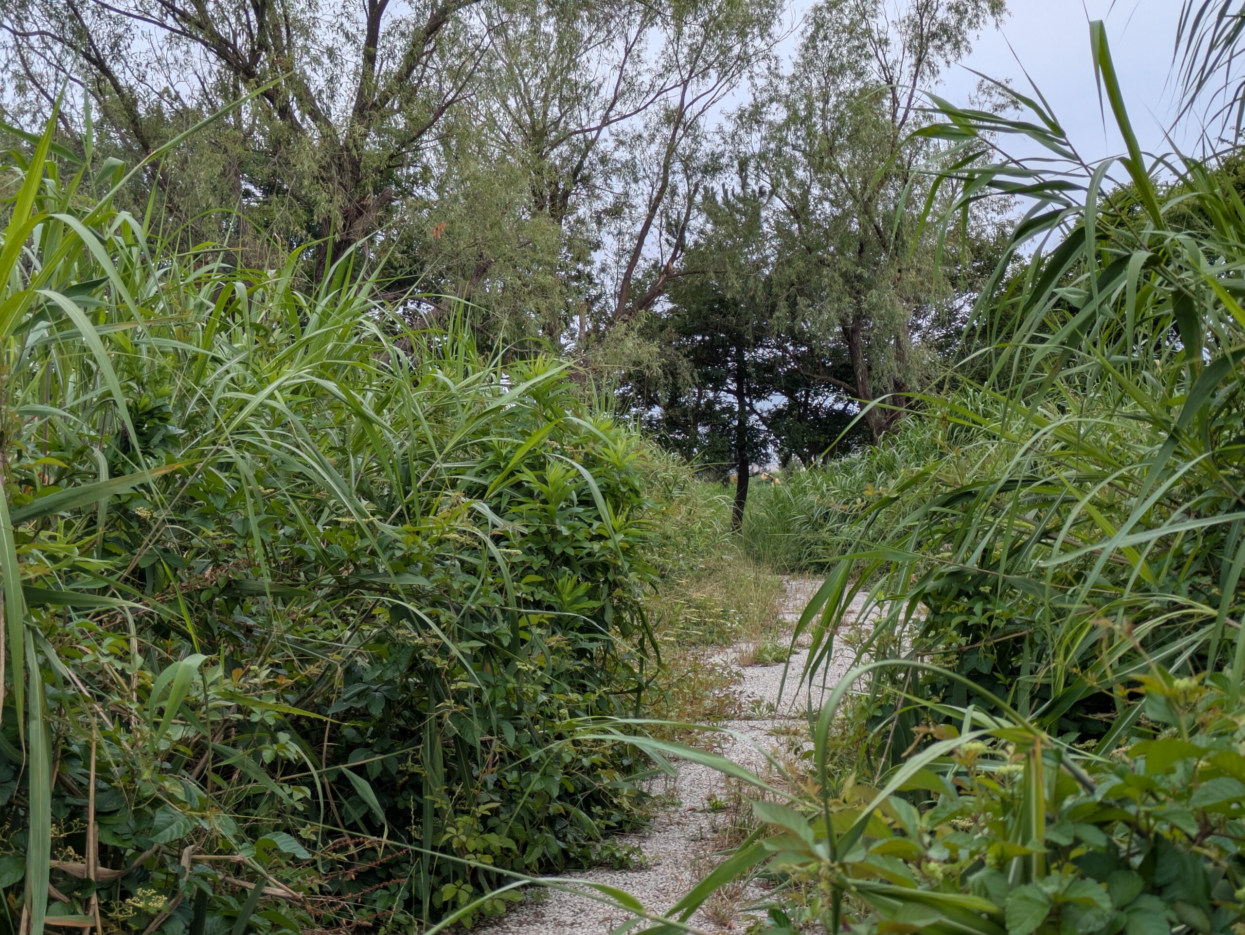 石川県金沢市のこなん水辺公園の蓮池近くの通路。雑草で両脇が覆われている