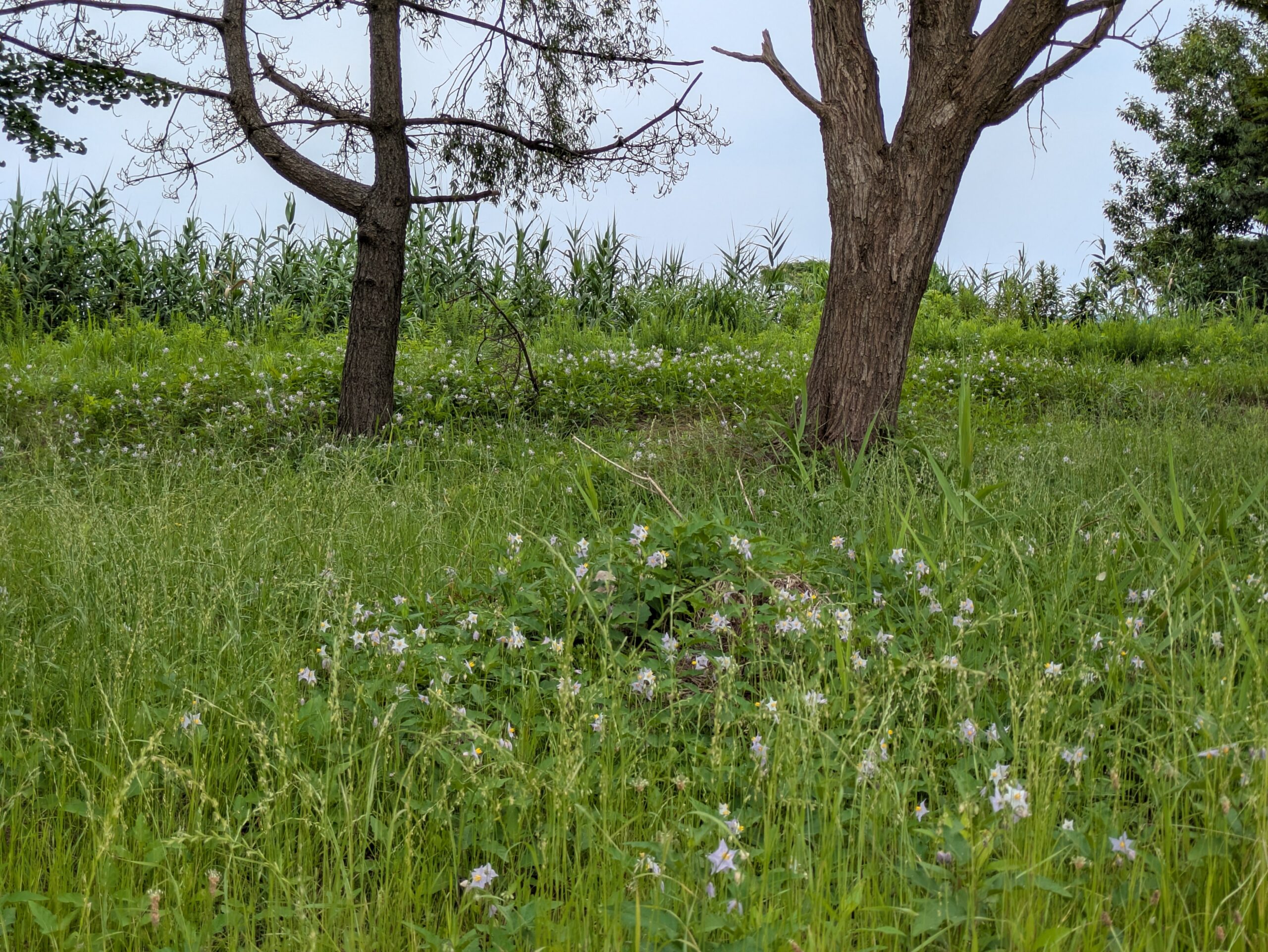 石川県金沢市のこなん水辺公園周辺に群生するワルナスビ。写真に写る無数の白い花すべて