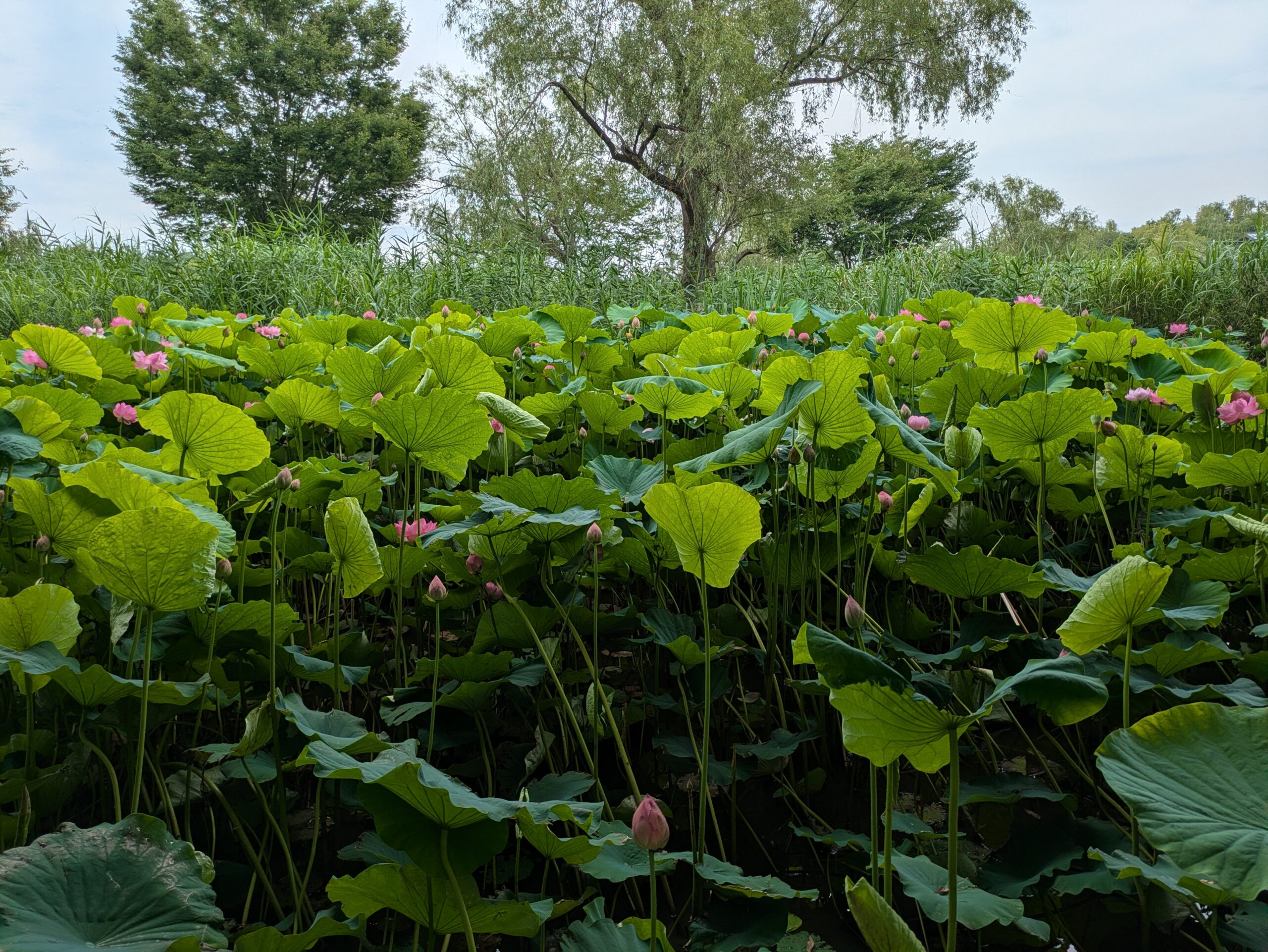 石川県金沢市のこなん水辺公園で咲く蓮。葉が陽の出る方向を向いている